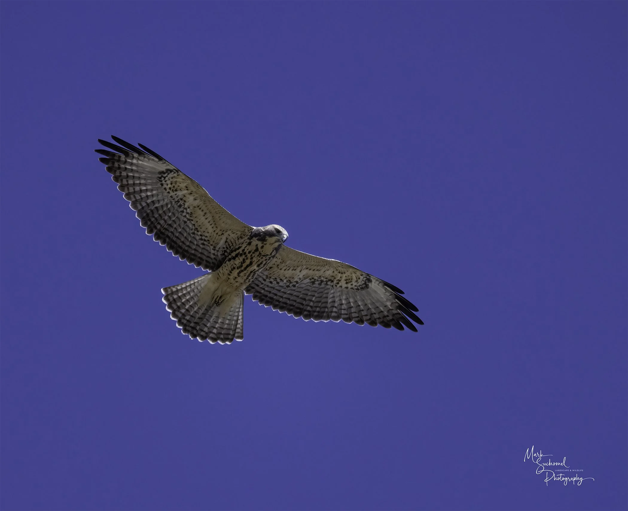 A bird of prey, a Swainson's hawk, soaring in a clear blue sky with its wings spread wide.