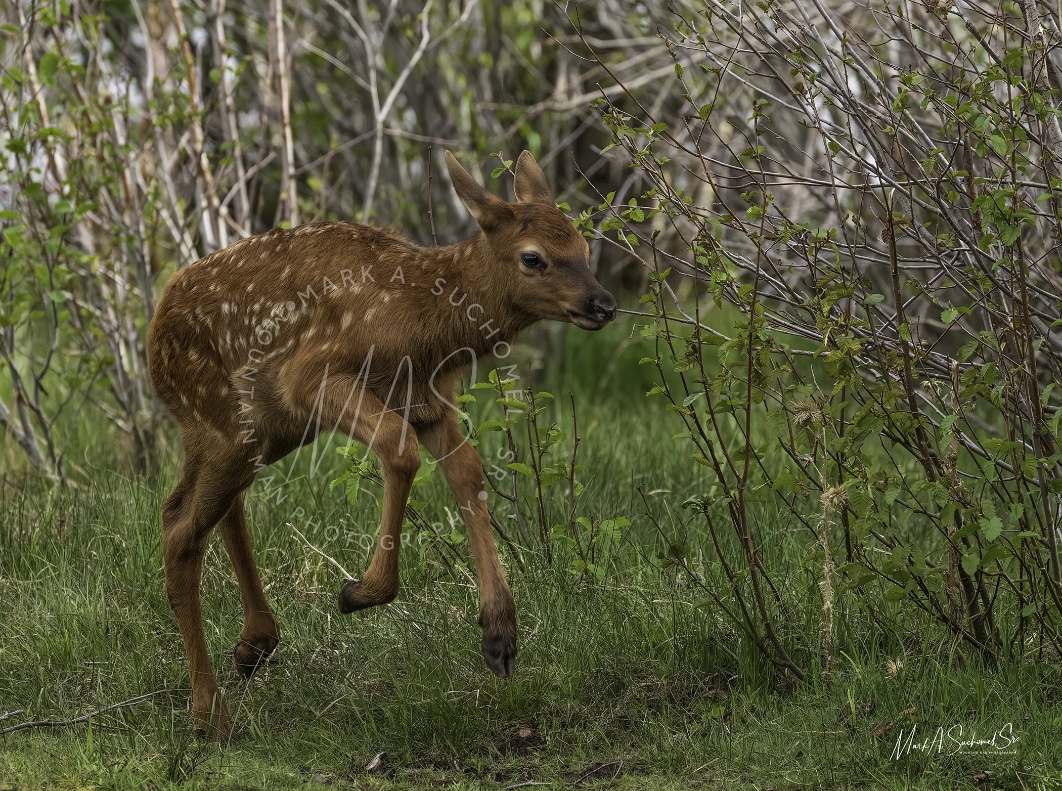 Elk Calf