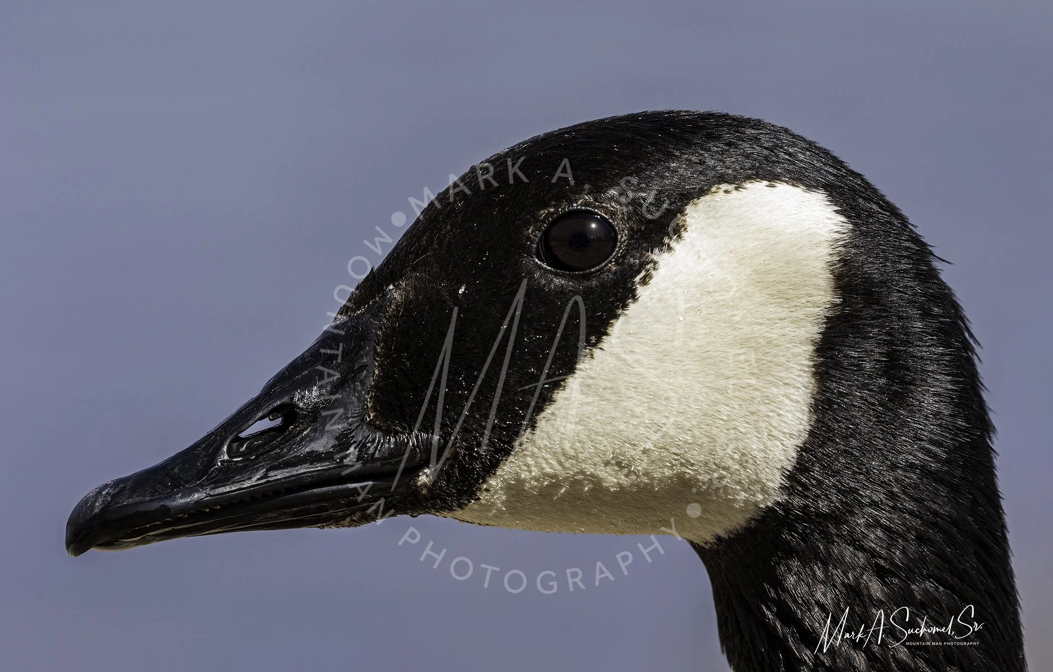Canadian Goose Main Reservoir Littleton, Colorado