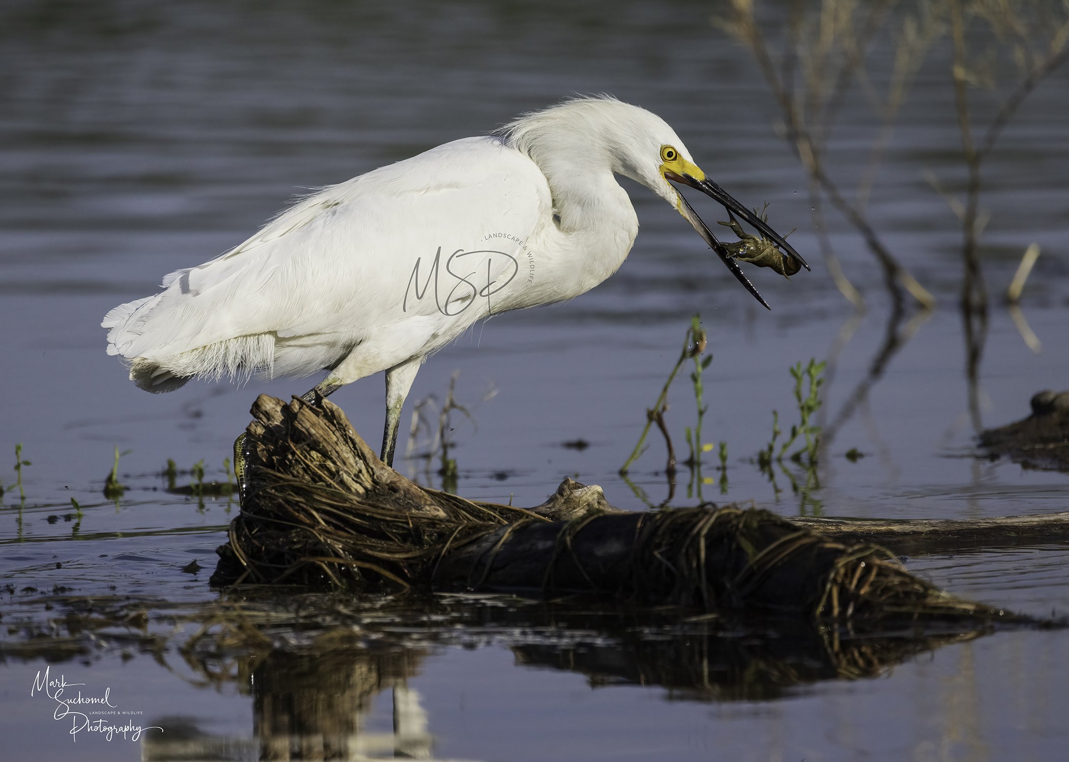 A white heron standing on a log in water, holding a fish in its beak.