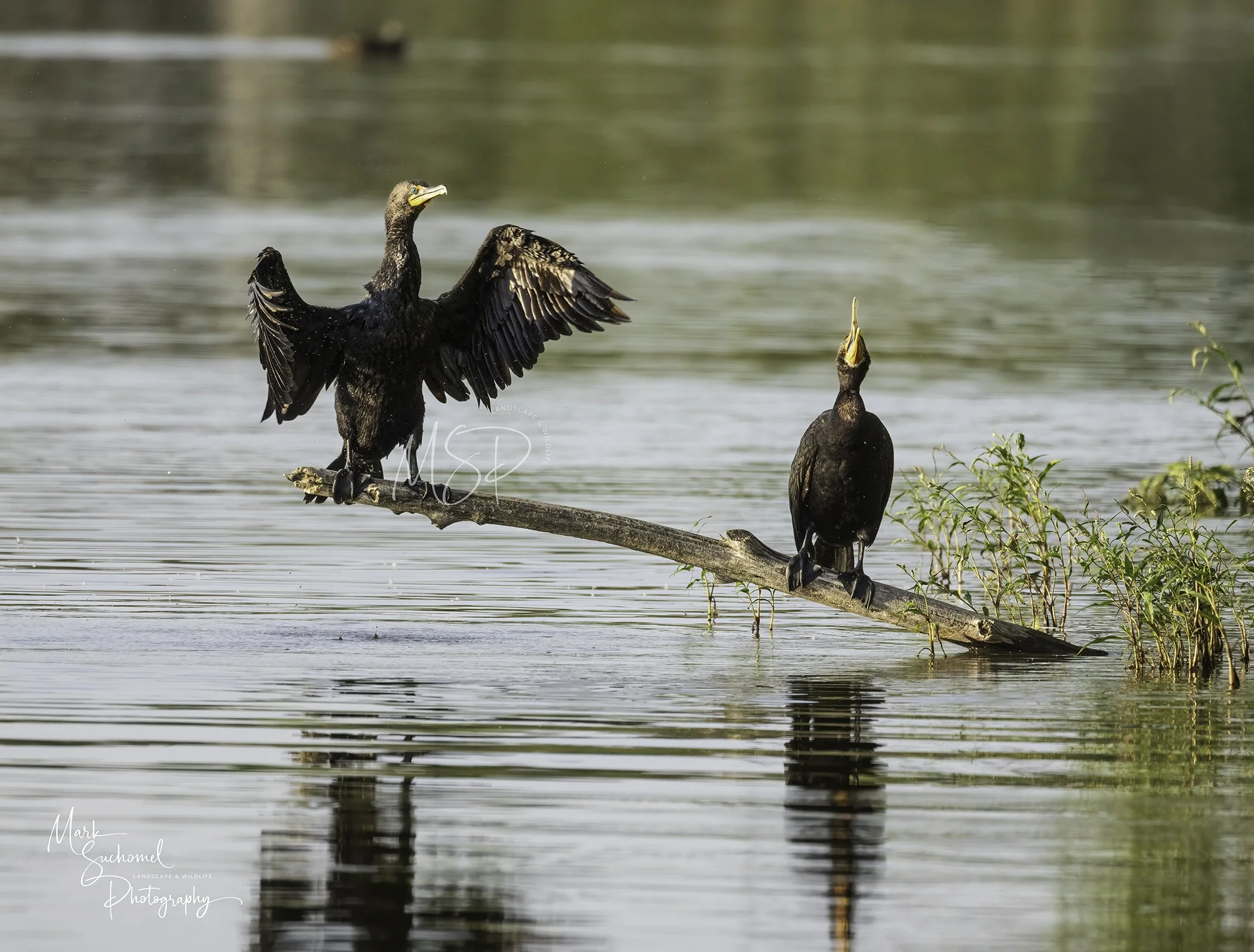 Two dark-colored cormorants perched on a fallen tree branch in a body of water, with one bird spreading its wings and the other tilting its head back with beak pointing upwards.