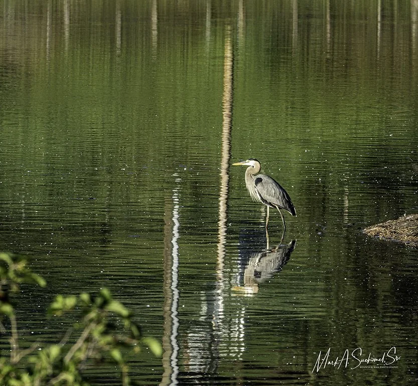 A heron standing in shallow water near a small rock, with trees reflected in the water and a vertical stick or reed in the background.