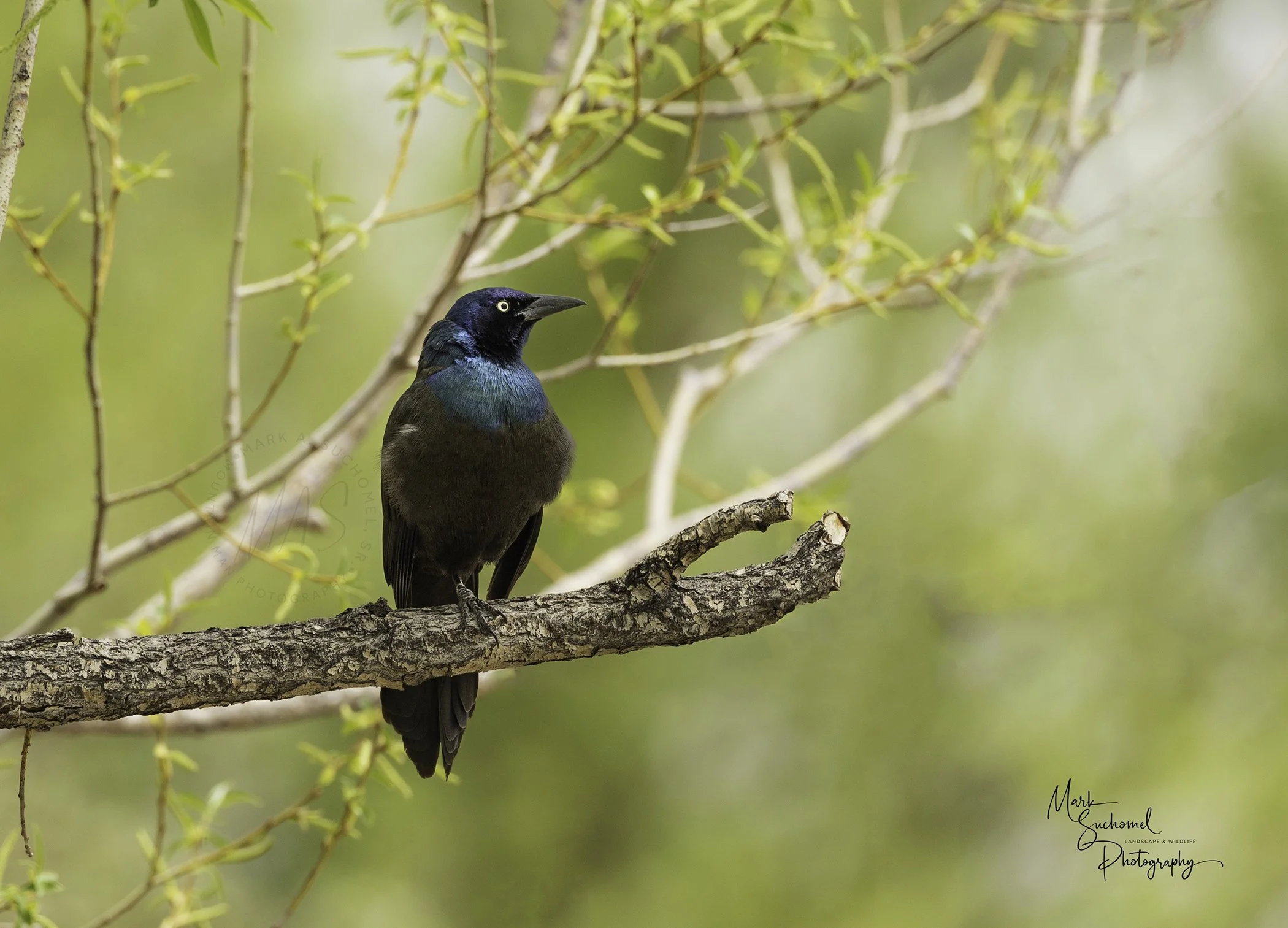 Common Grackle