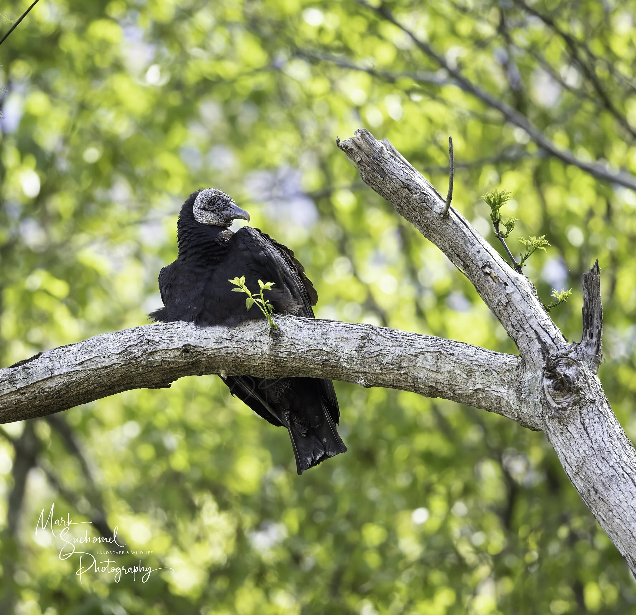 Black Vulture