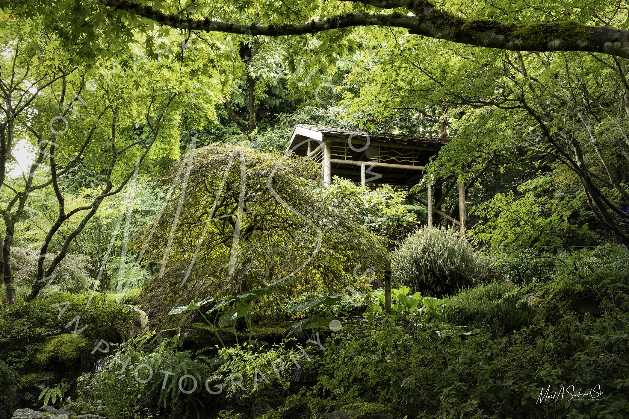 A lush green garden with various trees and shrubs, featuring a small wooden structure or shed partially visible among the dense foliage.