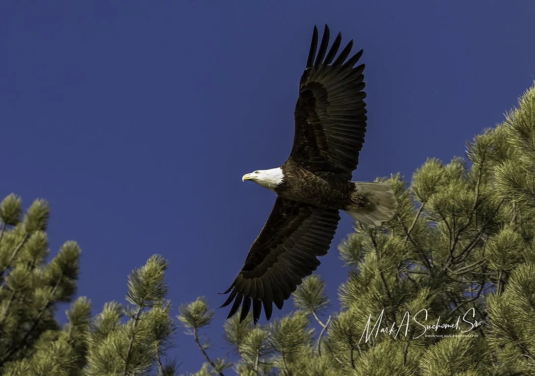 A bald eagle soaring above pine tree branches against a bright blue sky.