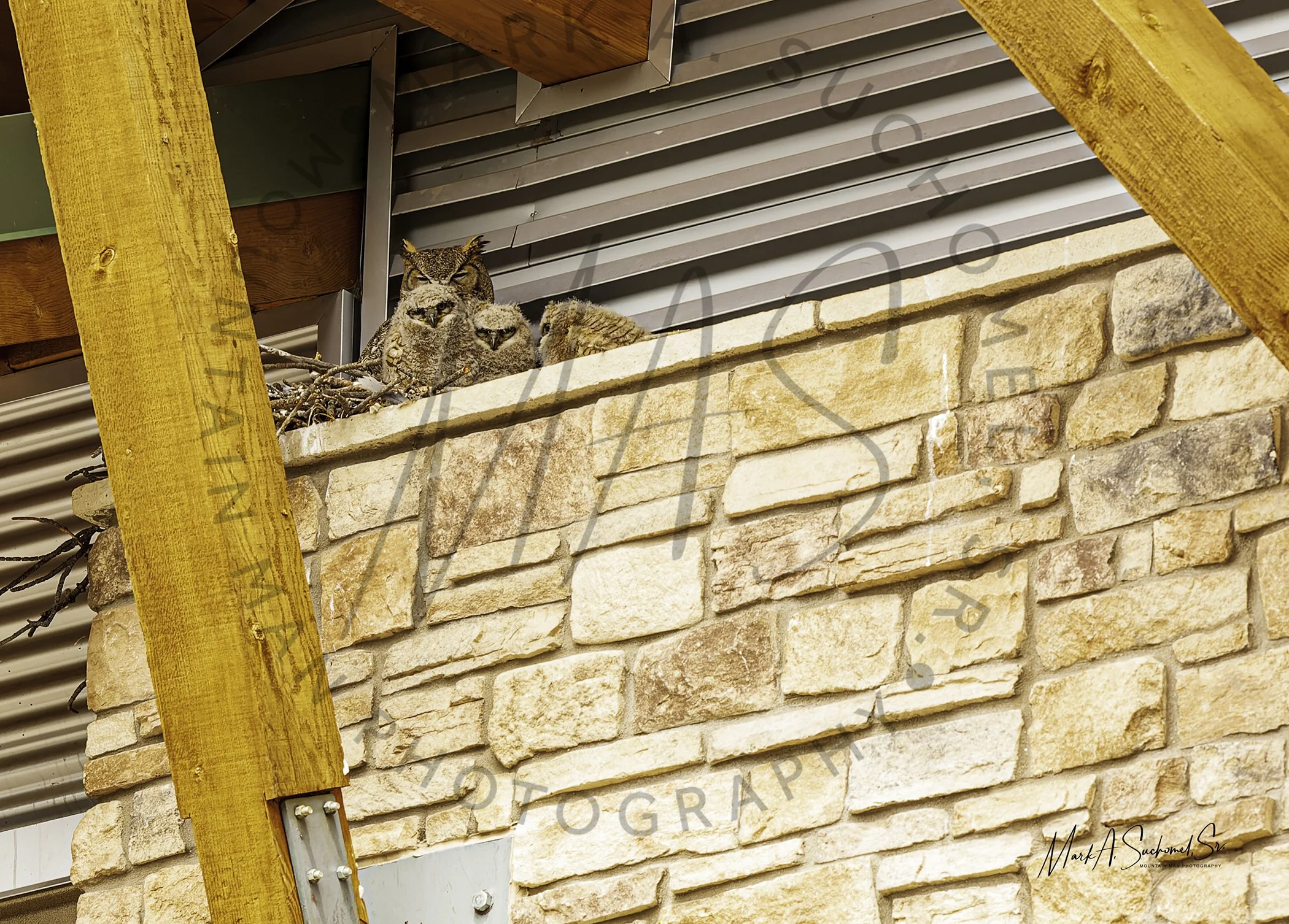 Horned Owls in Nest Evergreen, Colorado
