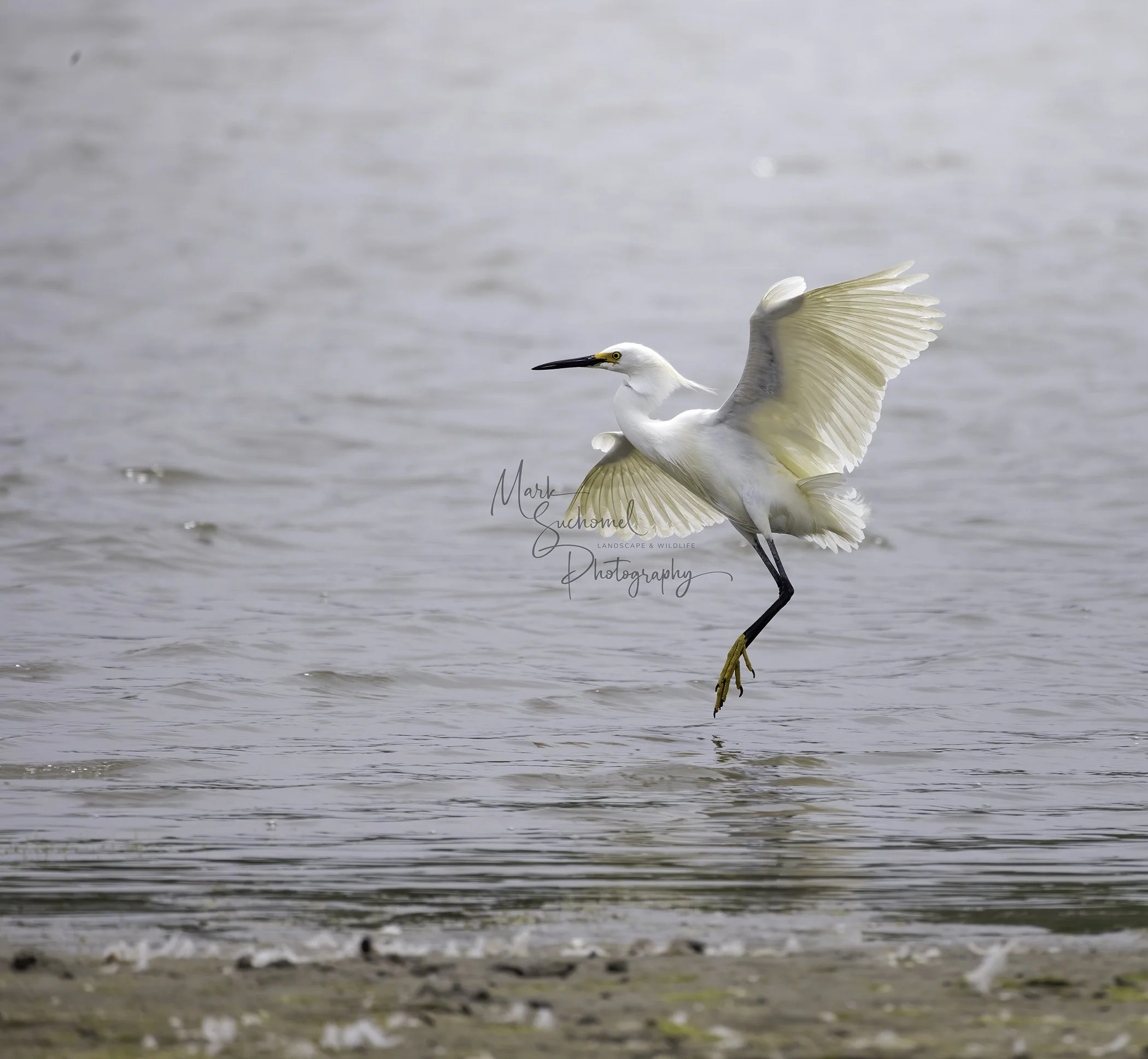 Landing Snowy Egret