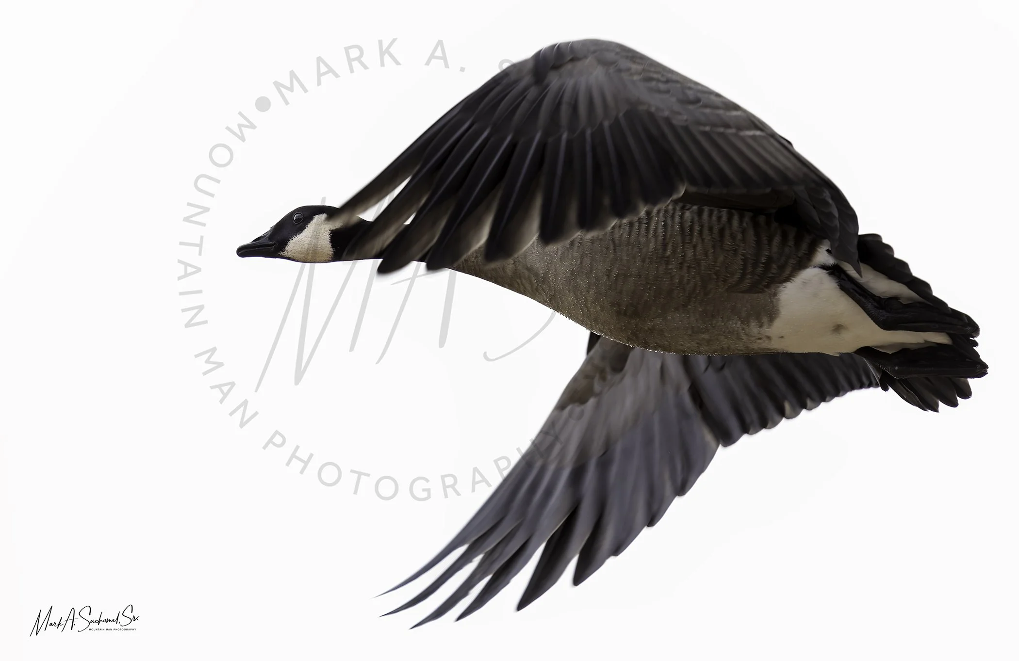 Canadian Goose Flying Kendrick Lake Park Littleton, Colorado