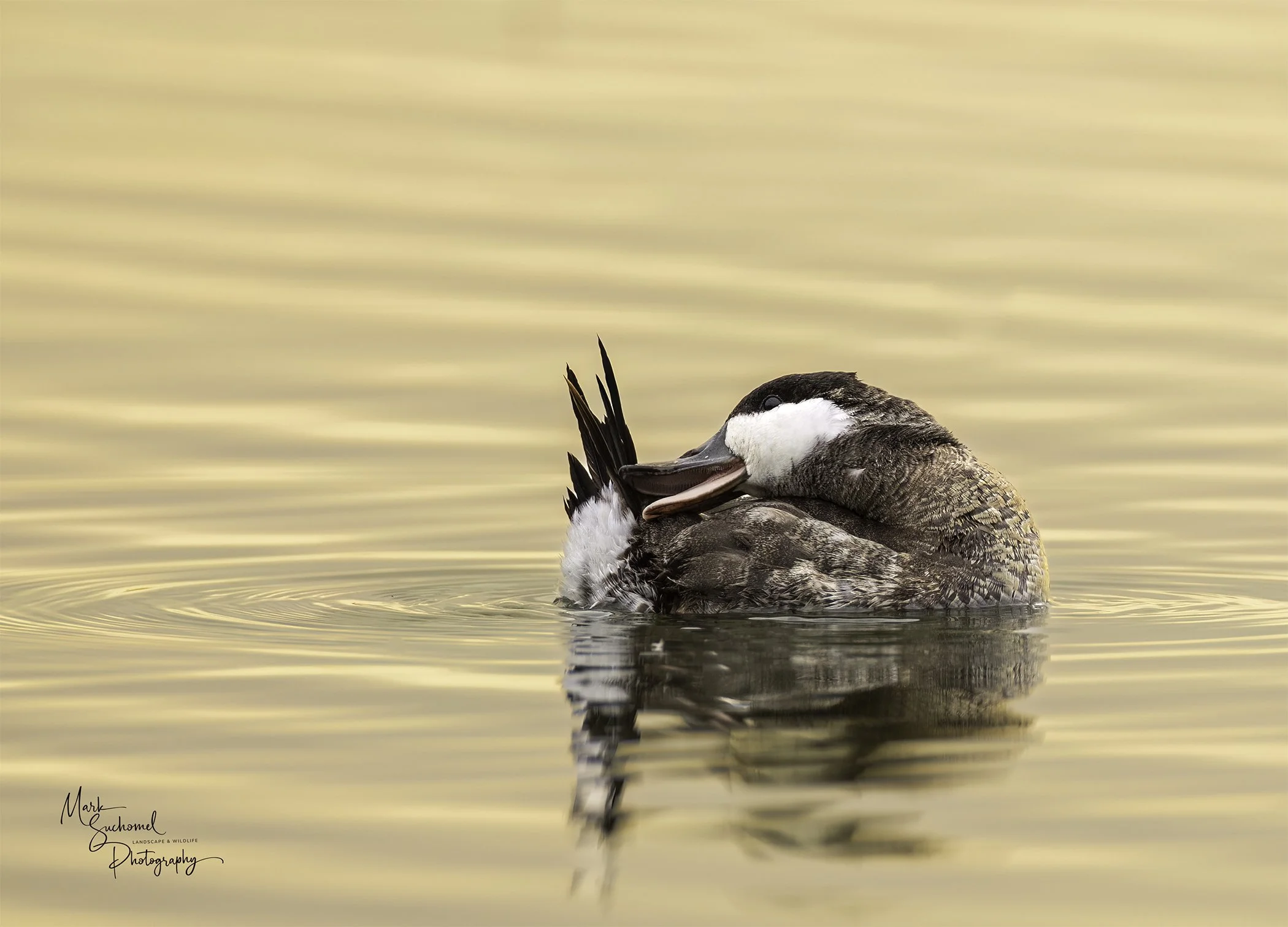 A close-up of a duck preening itself while floating on calm water with a warm, golden background.