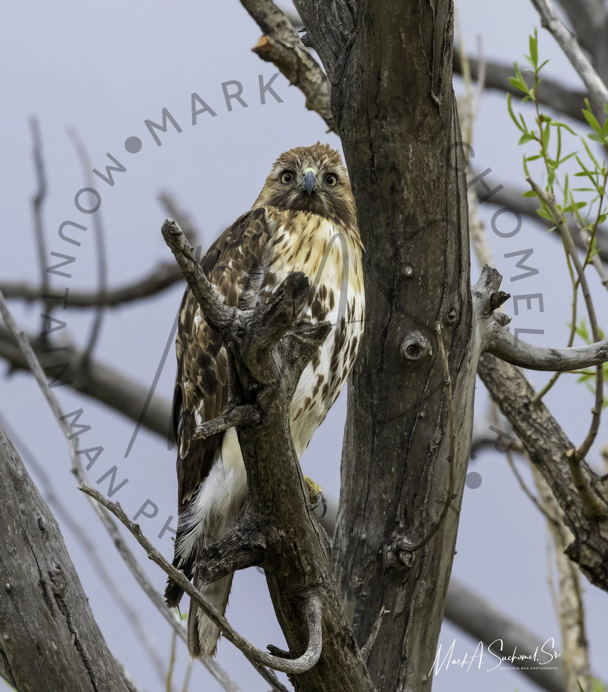 A hawk perched on a tree branch looking directly at the camera with a cloudy sky in the background.