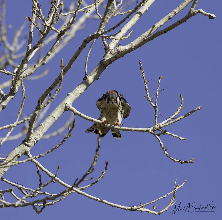 A small bird perched on the branch of a leafless tree against a clear blue sky.