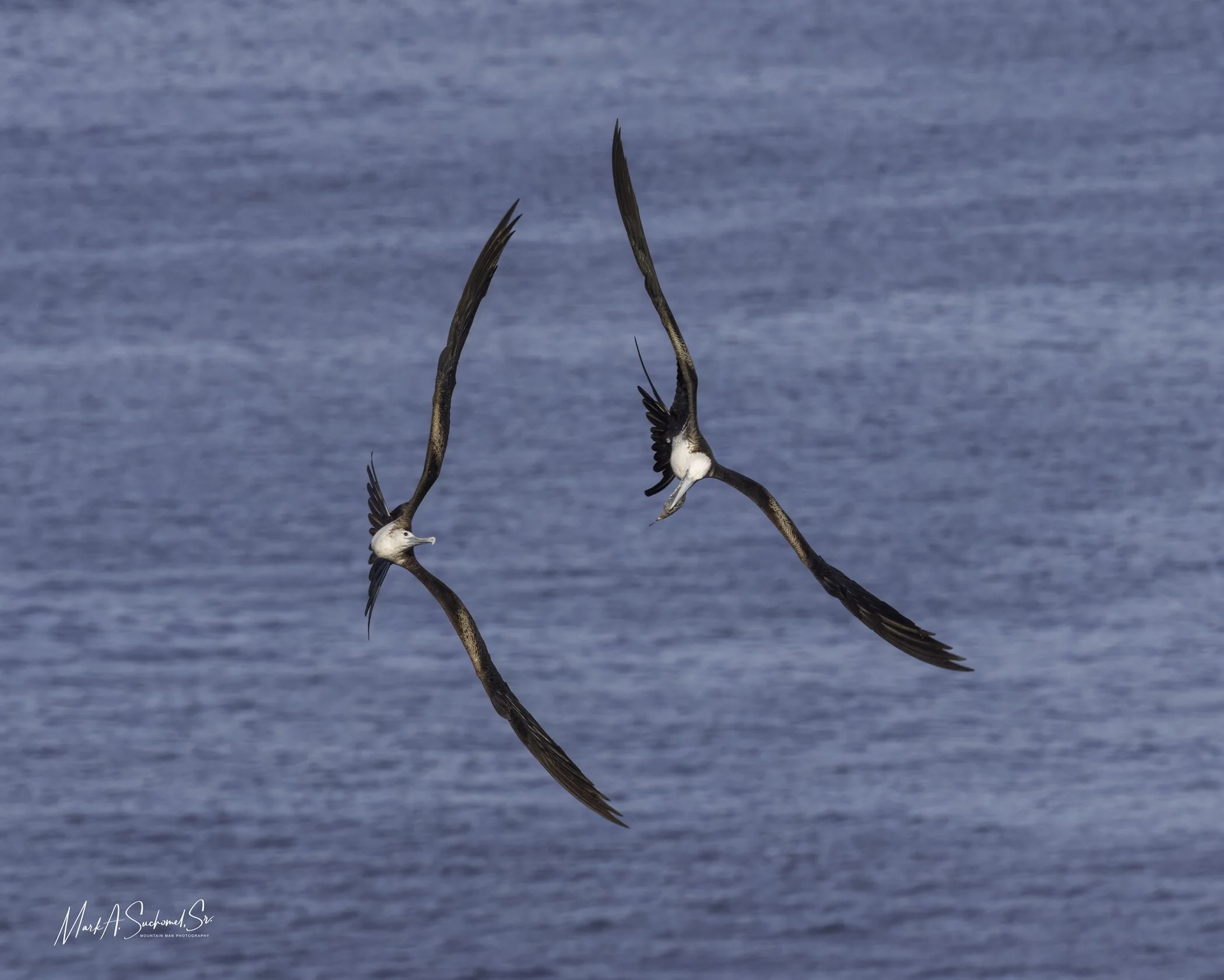 Two Frigate birds are flying over the water with extended wings and long tail feathers, appearing synchronized in flight.