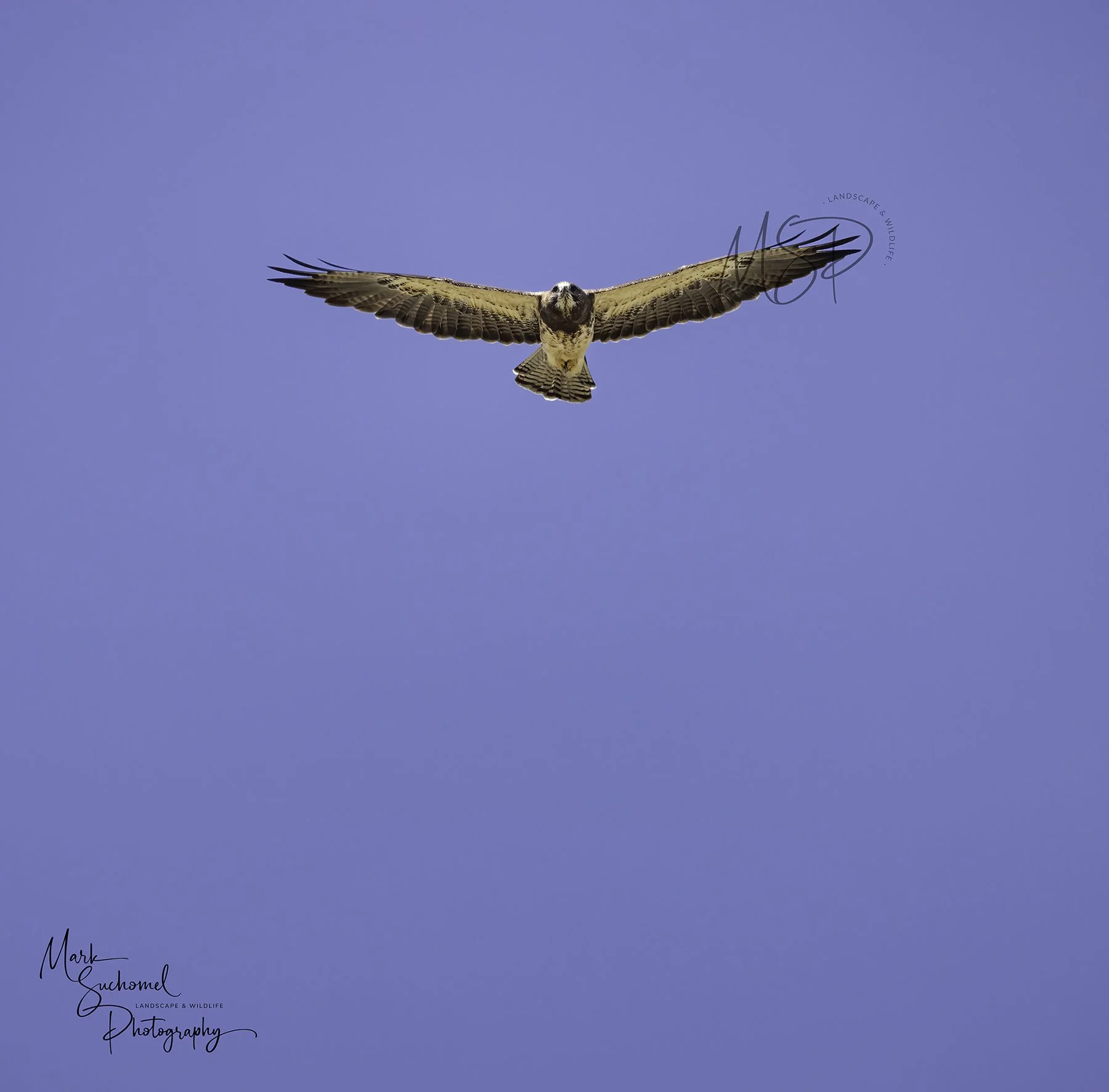 A bird of prey flying in a clear blue sky with wings spread wide.