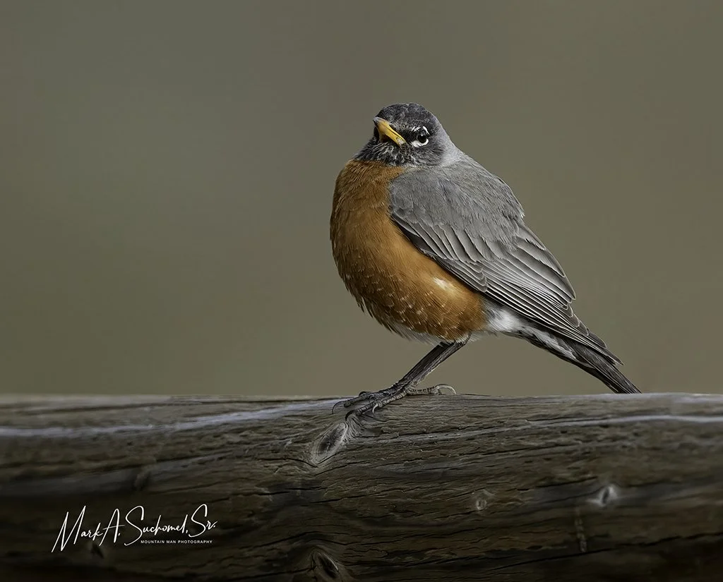 American Robin