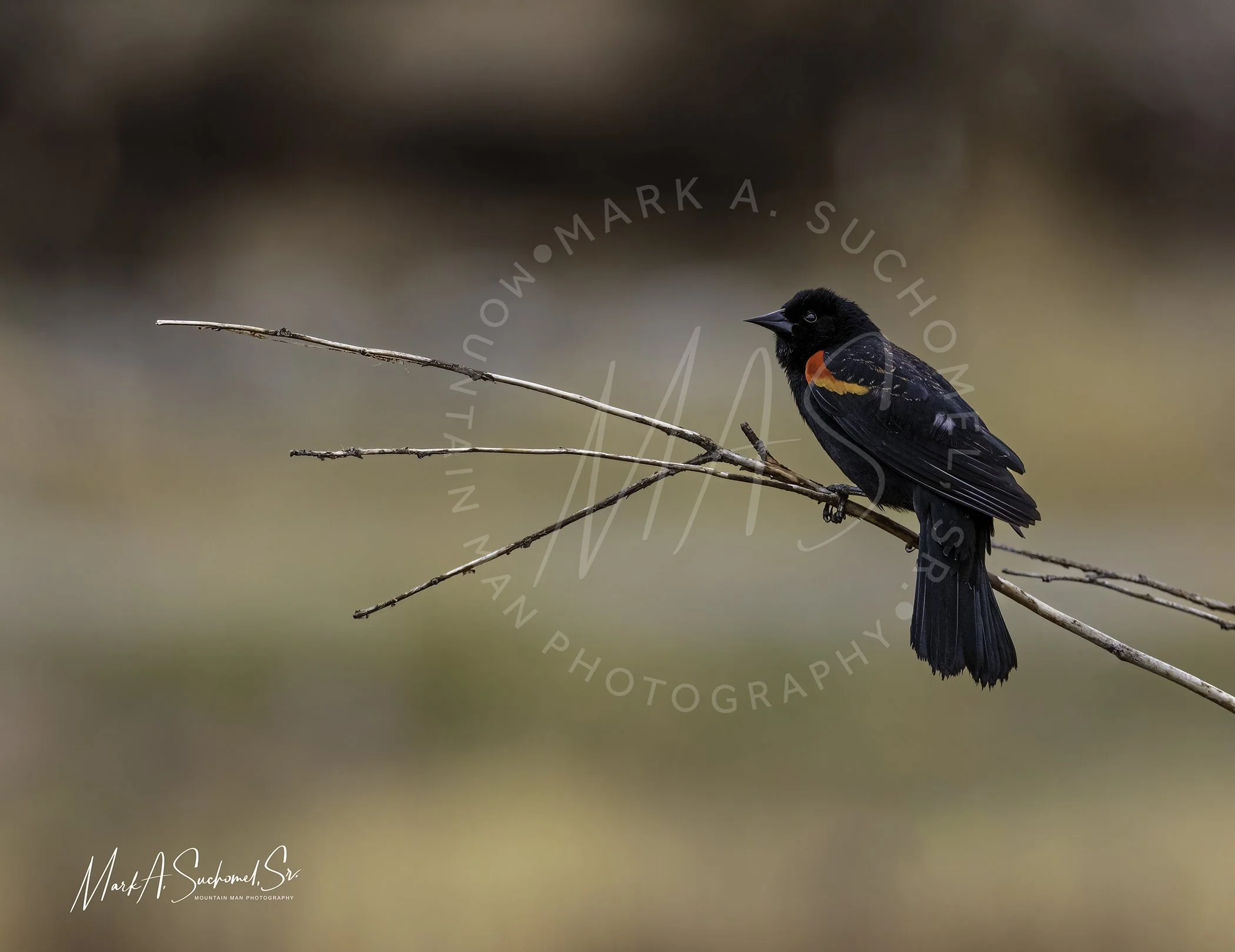 A black bird with red markings on its wing perched on a thin, bare branch against a blurred natural background.