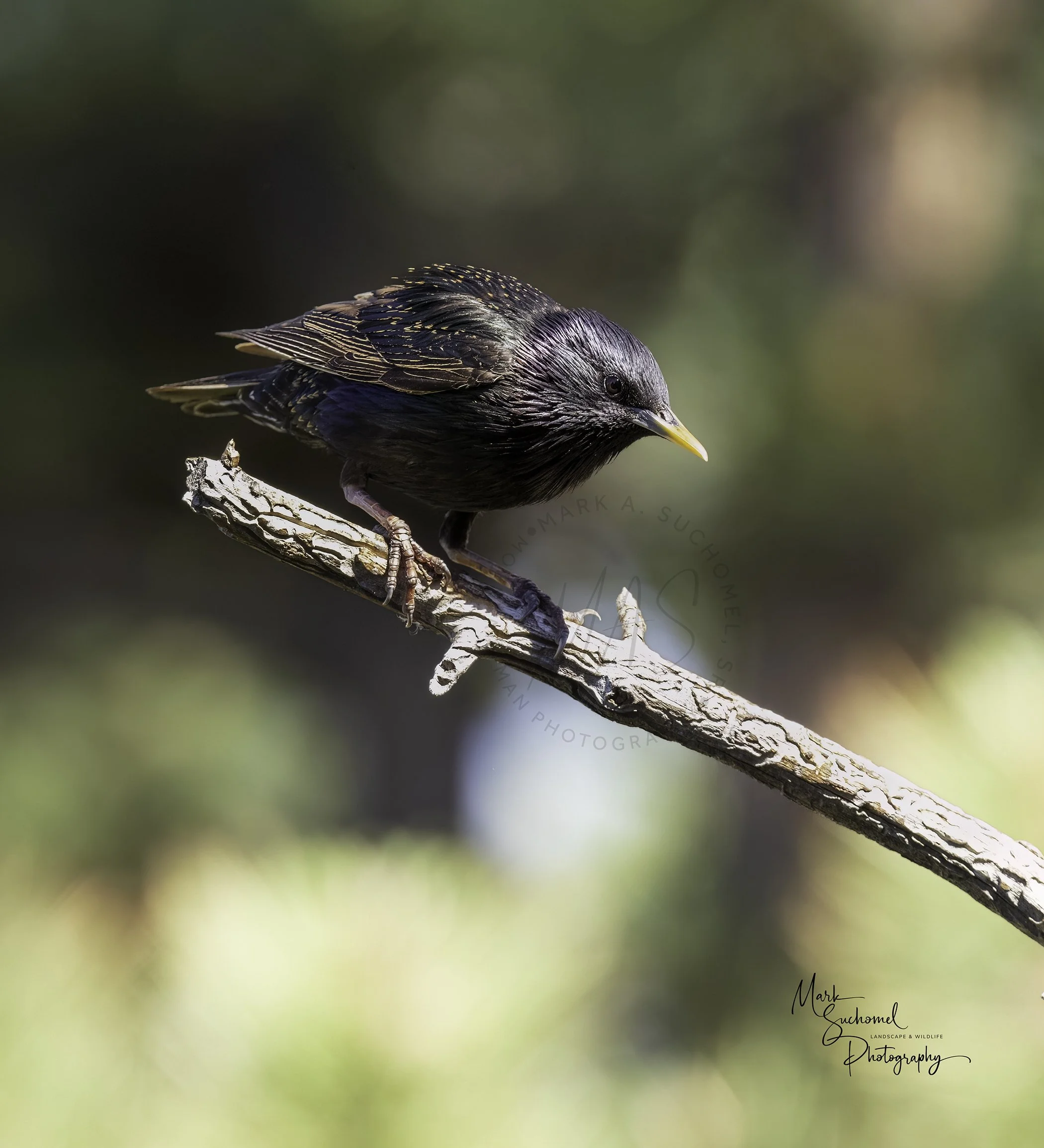 European Starling (Male)