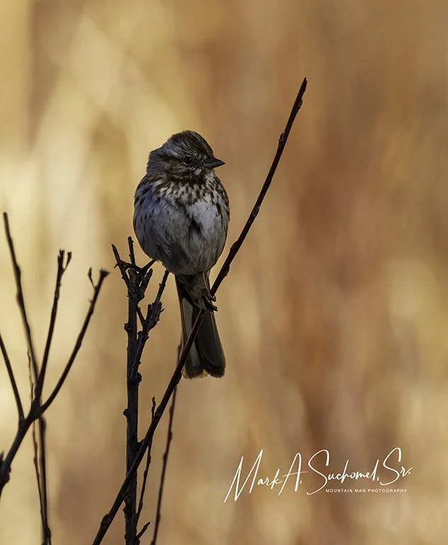 A small bird perched on a thin branch against a blurred warm-colored background.