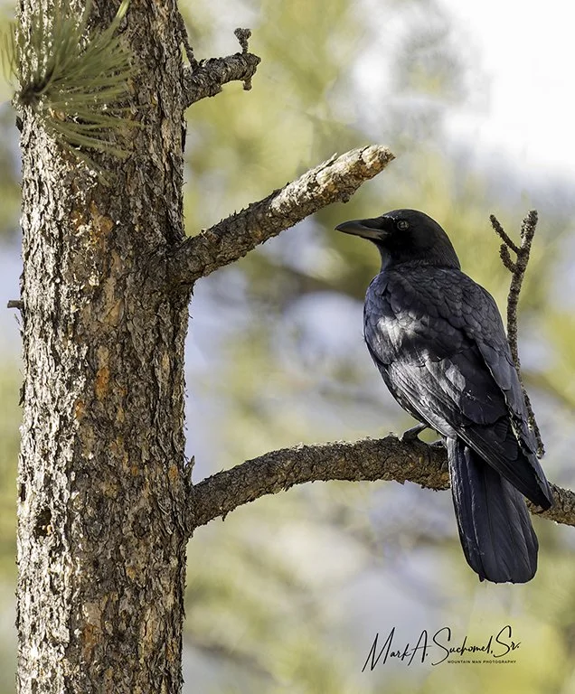 American Crow