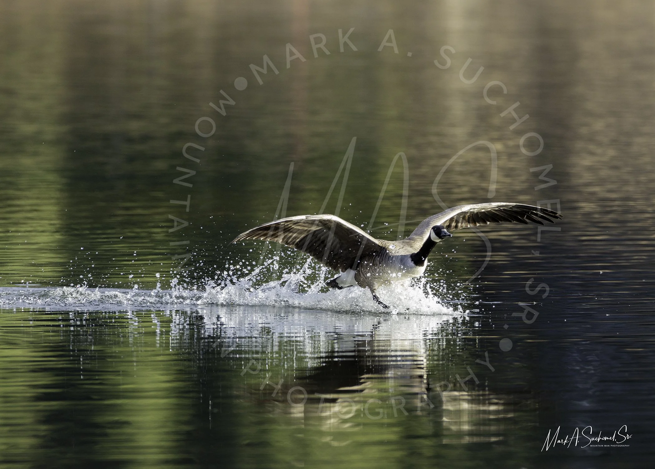 Canadian Goose Water Landing Evergreen Lake Evergreen, Colorado