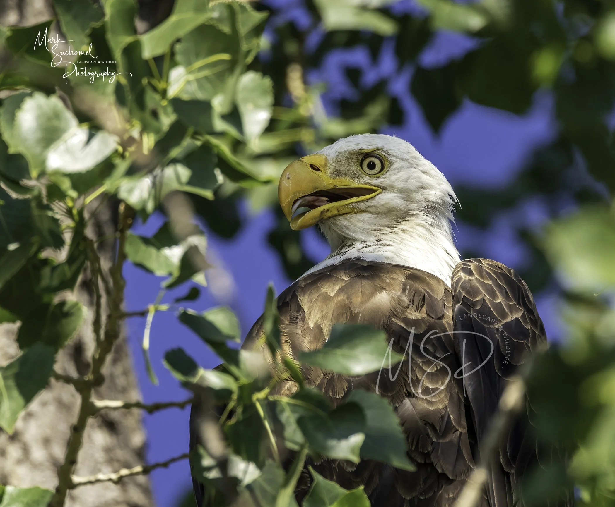 American Bald Eagle