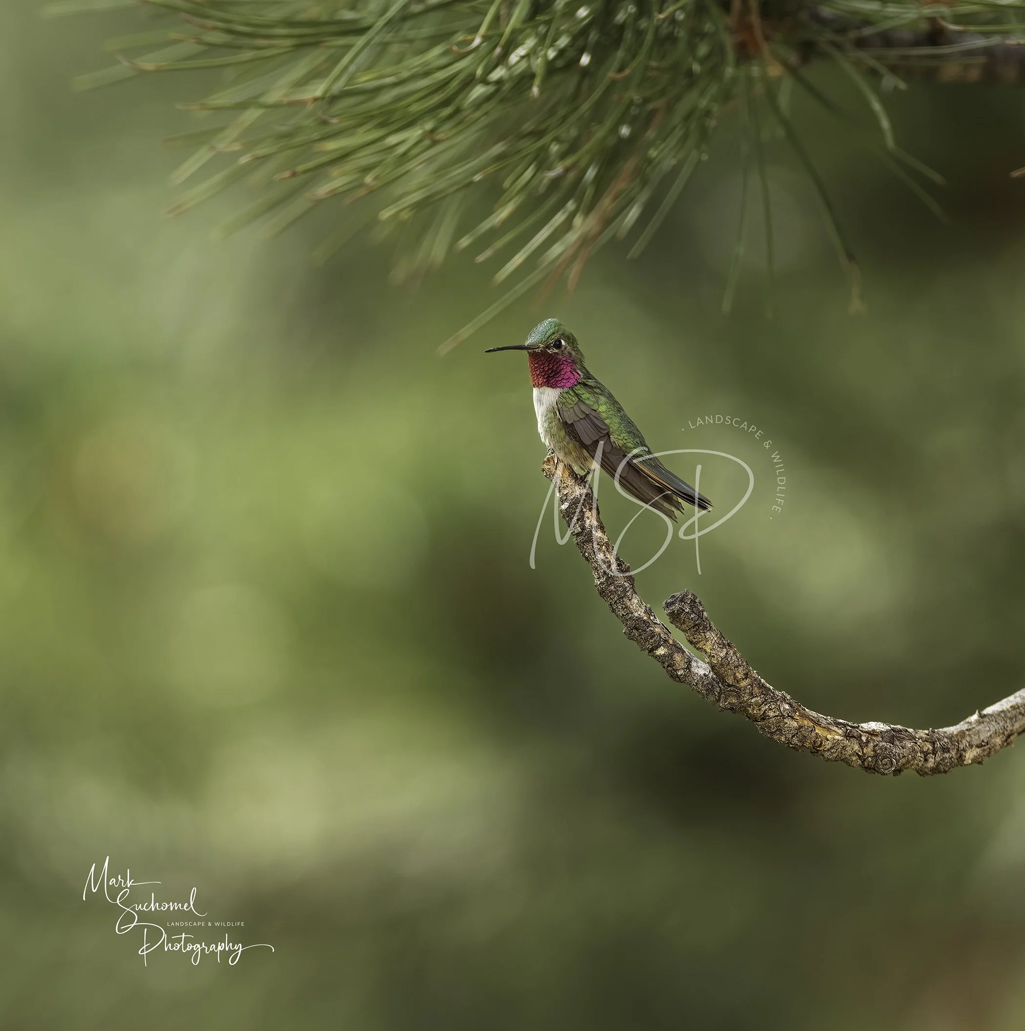 Ruby-throated Hummingbird