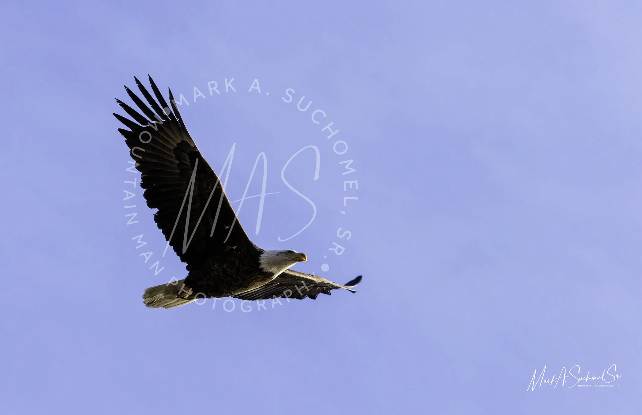 American Bald Eagle Evergreen Lake Evergreen, Colorado