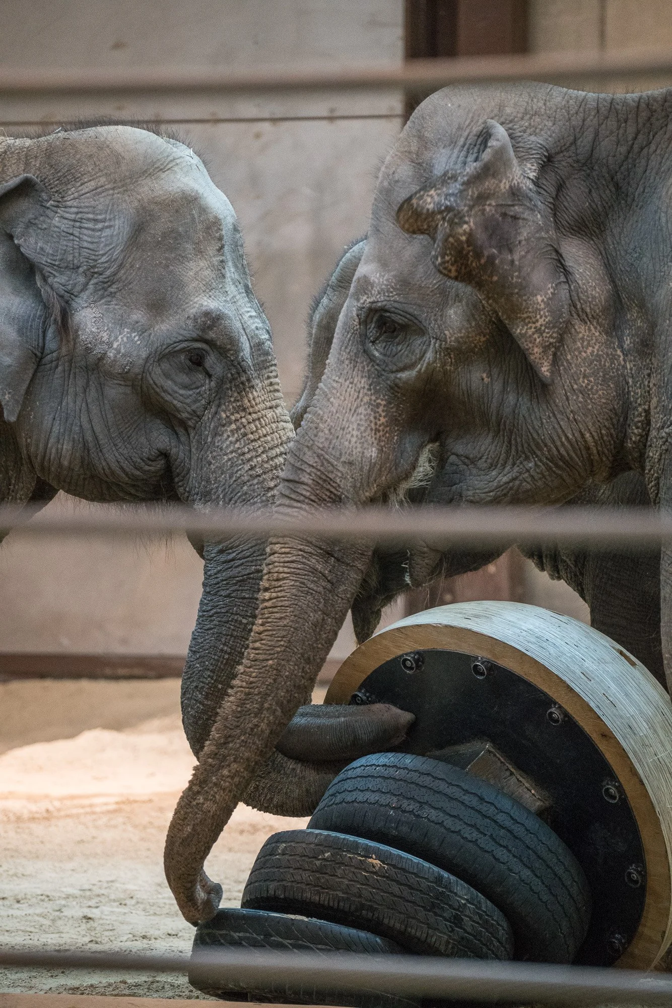 two elephants investigate a large tire stacking toy
