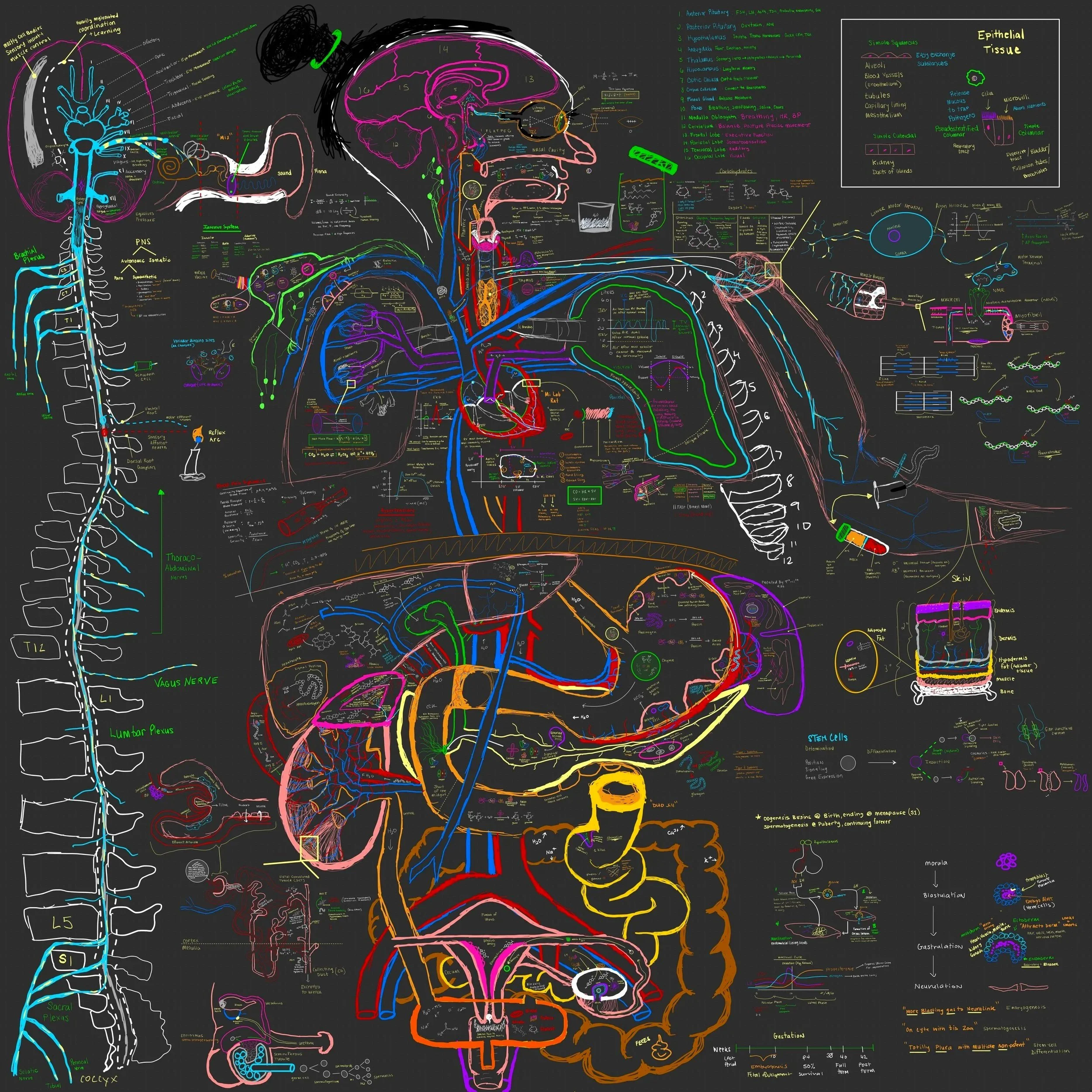 A colorful, detailed diagram illustrating human physiology, including the brain, respiratory system, circulatory system, digestive system, endocrine system, immune system, & nervous system, with various labels and annotations.