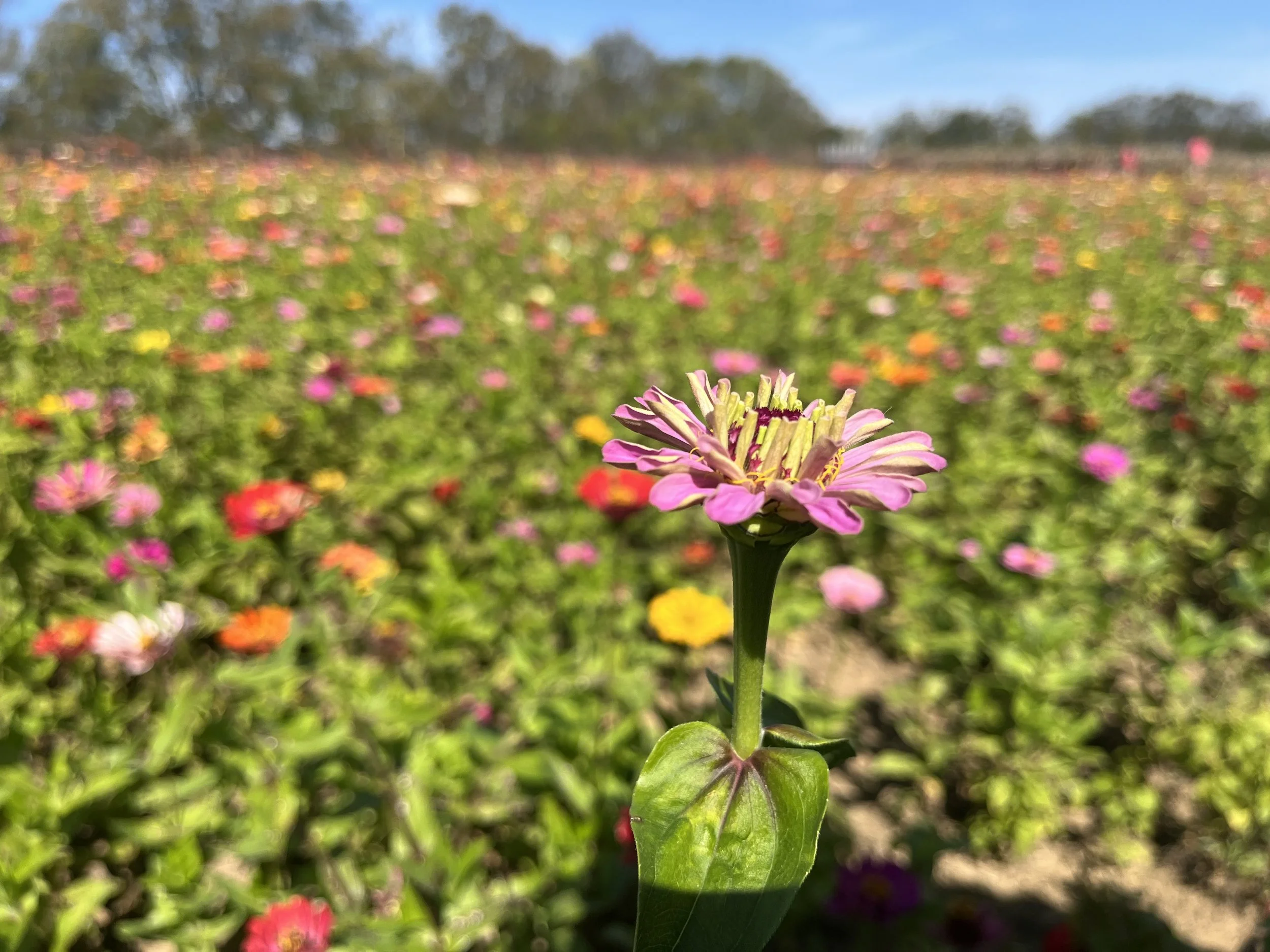 Flower in a Field - Will Gahan.jpeg