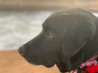 Beedi, always loved to stare at the waves.