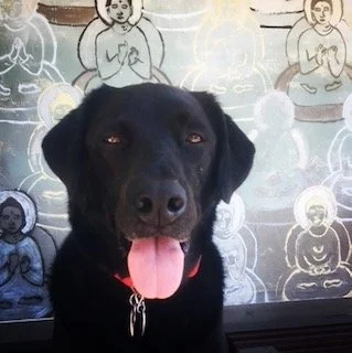 Beedi Photographed in from of 10, 000 Buddas.