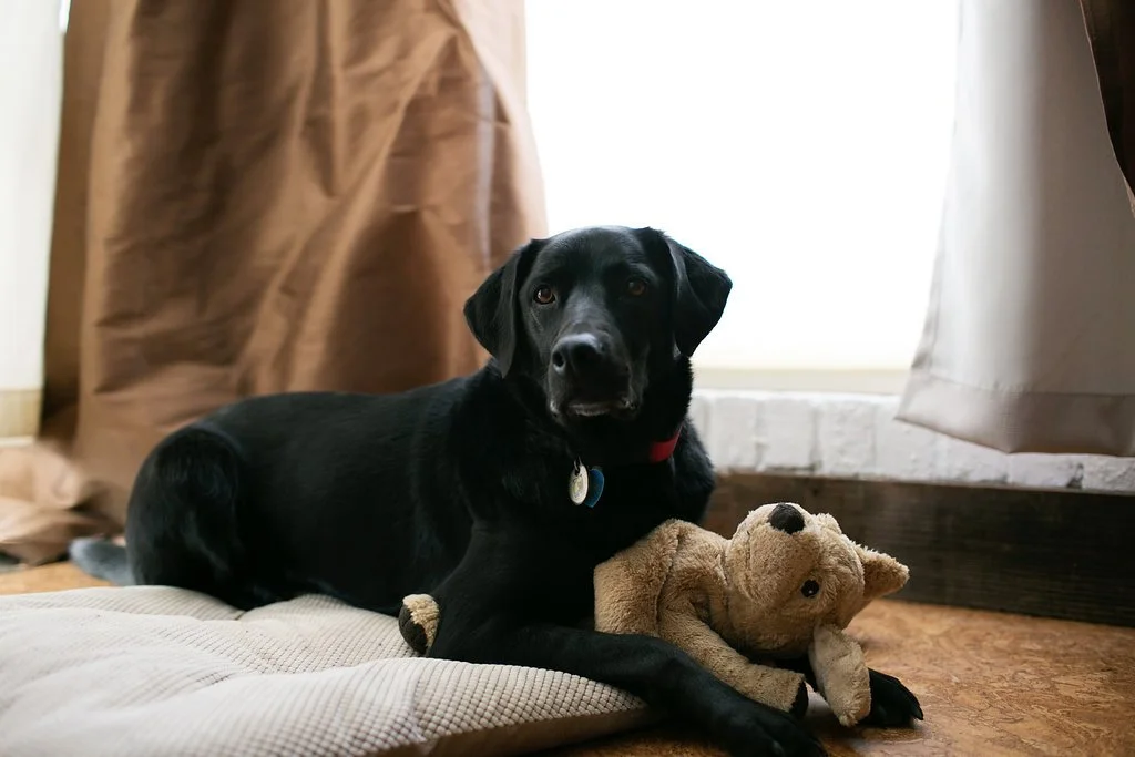 Beedi's Professional photograph taken by Megan Reeves when I decided to be a dog friendly studio (per, all of your request)