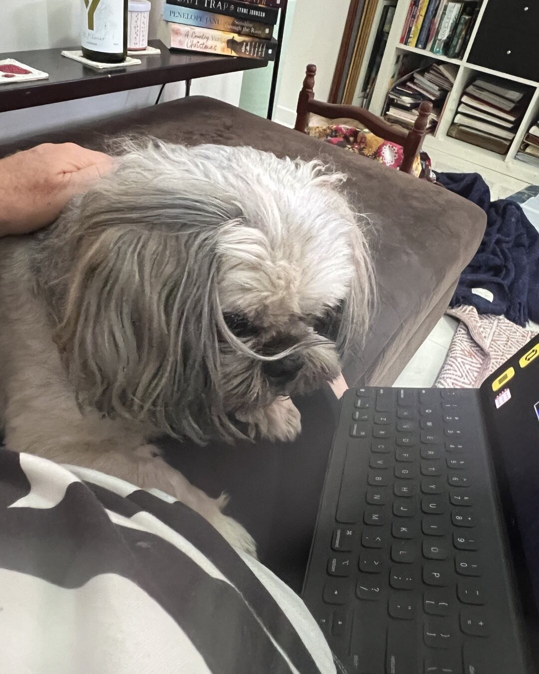 I thought I had a new scribe in the house. Then I realised he just wanted me to move my iPad so he could get to the snacks. 🤣 #writersdogs