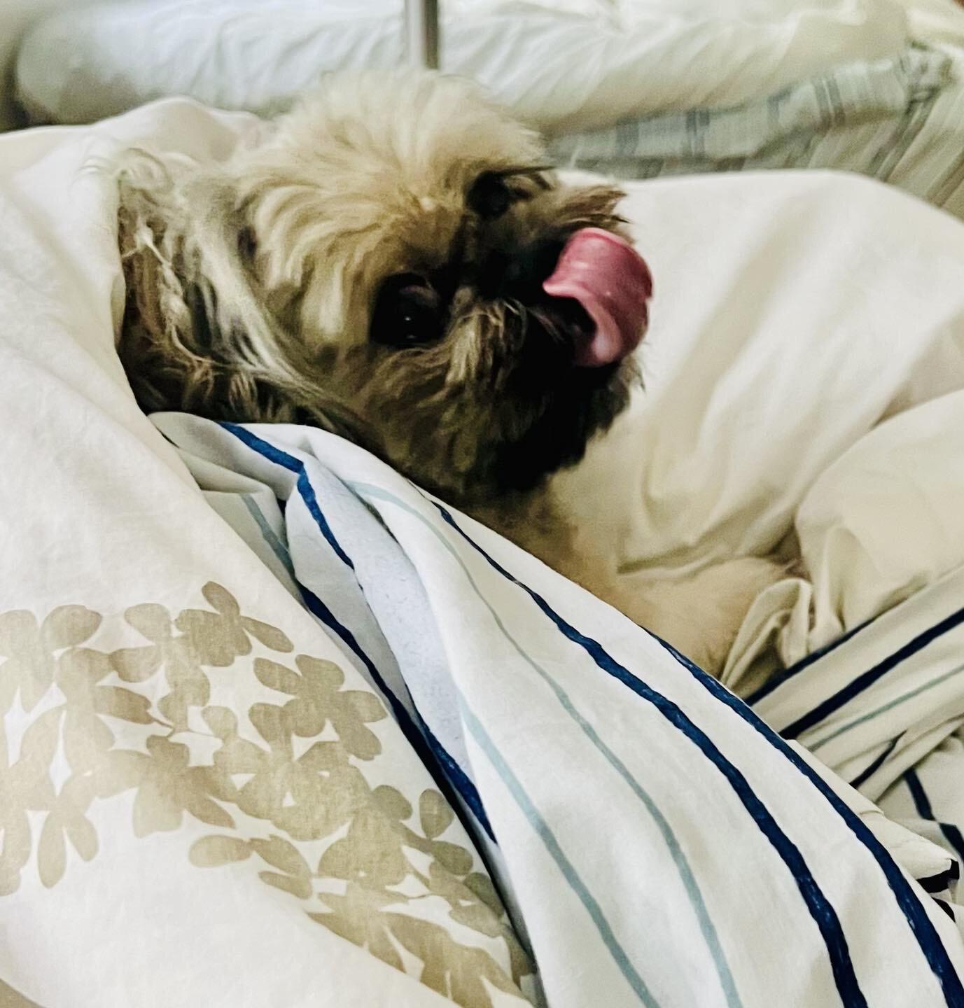 Someone knows what to do on a rainy day 🌧️ 🤣 #dogslife