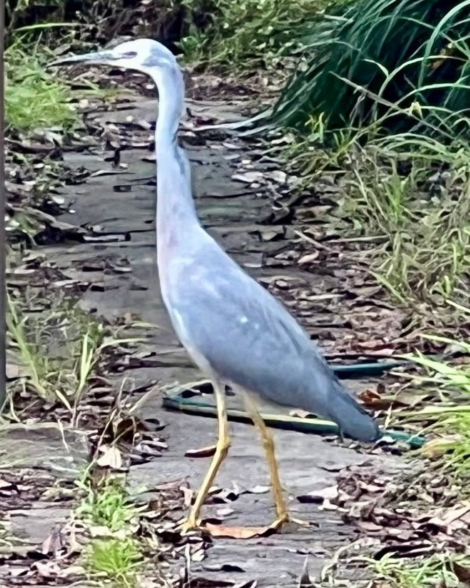 Not a sight you see every day in an Asquith garden. Poor heron looks like he&rsquo;s came off second best in a fight.