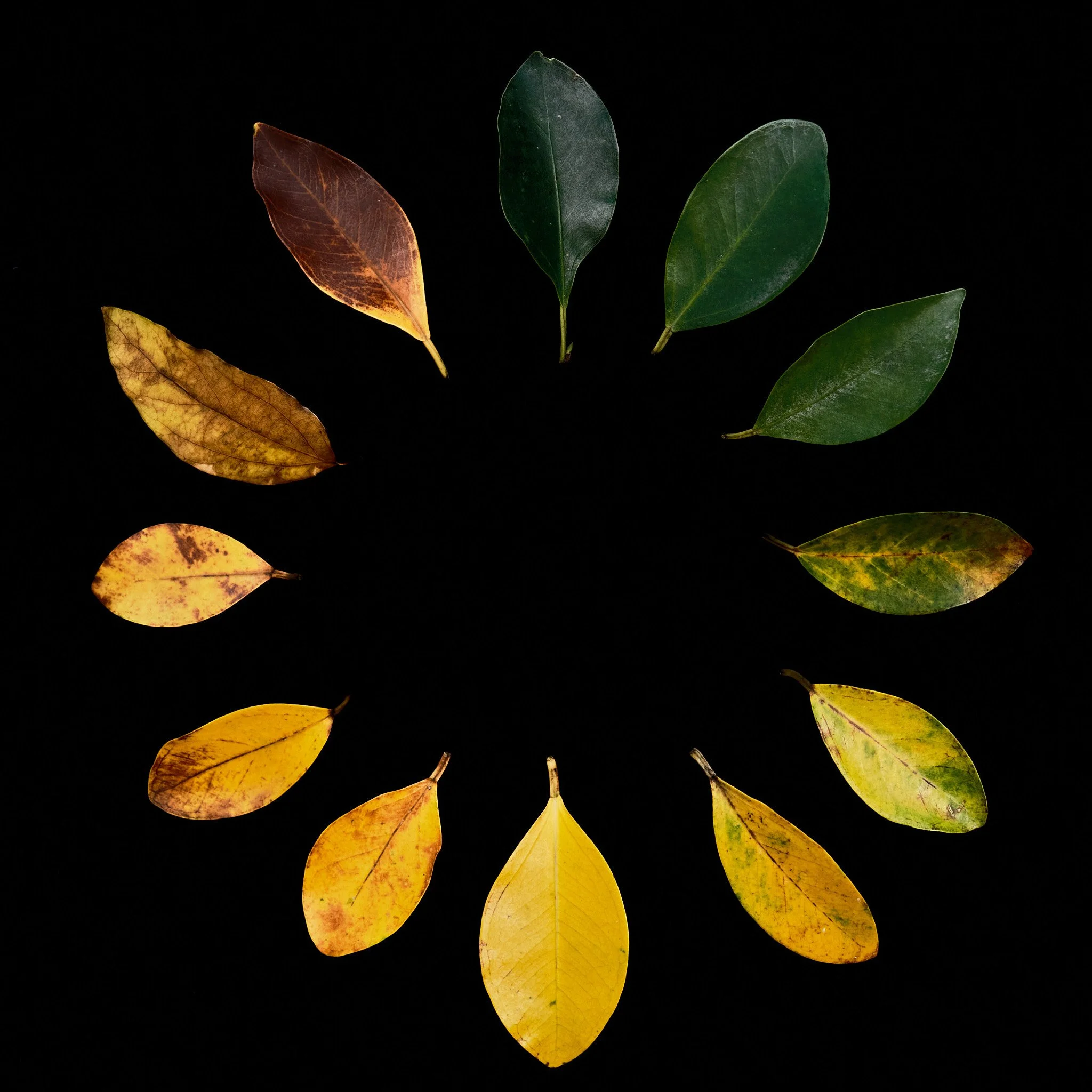 Leaves of Change