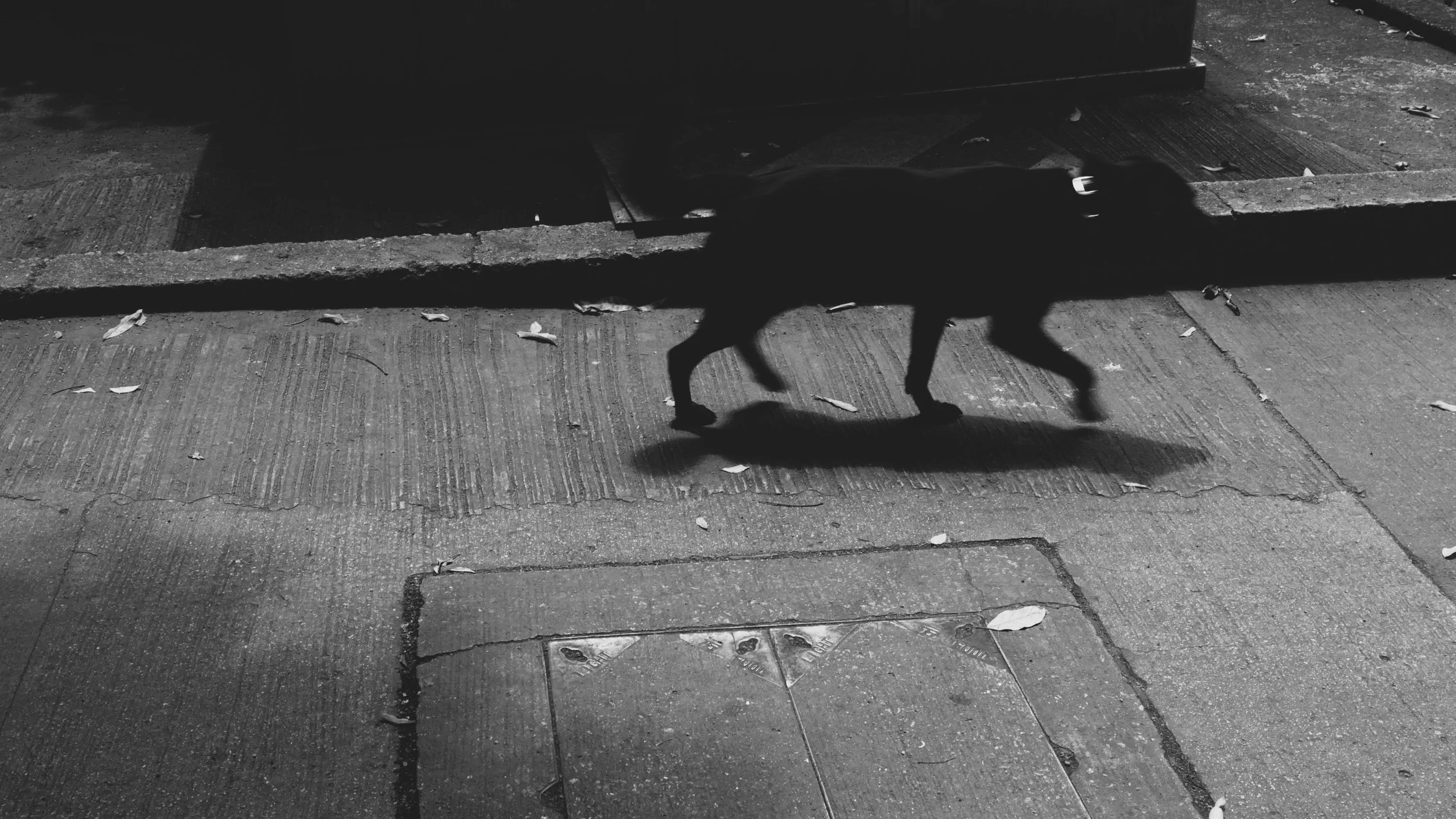 Milan Broucek Dog Wandering.JPG