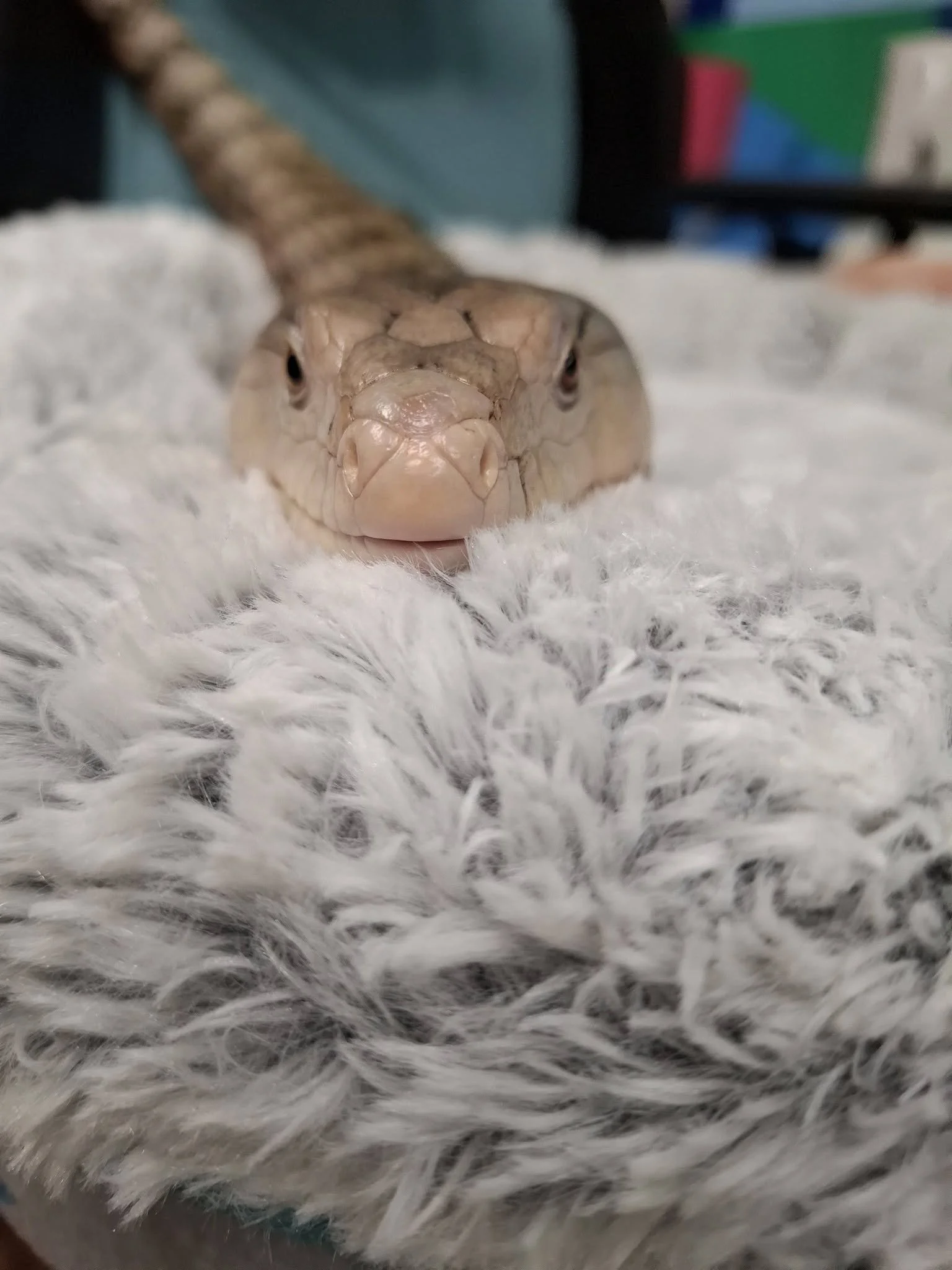 Rocky the Blue Tongue Skink relaxing in a fluffy grey cuddle cup
