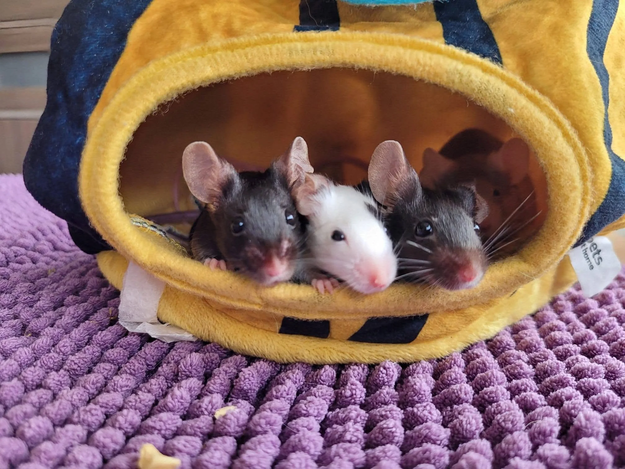 Left to right: One Black Mouse, Artemis, One Black & White Mouse, Felicitas, and One Black Mouse, Athena, all in a line with their heads coming out of a plush bee hide