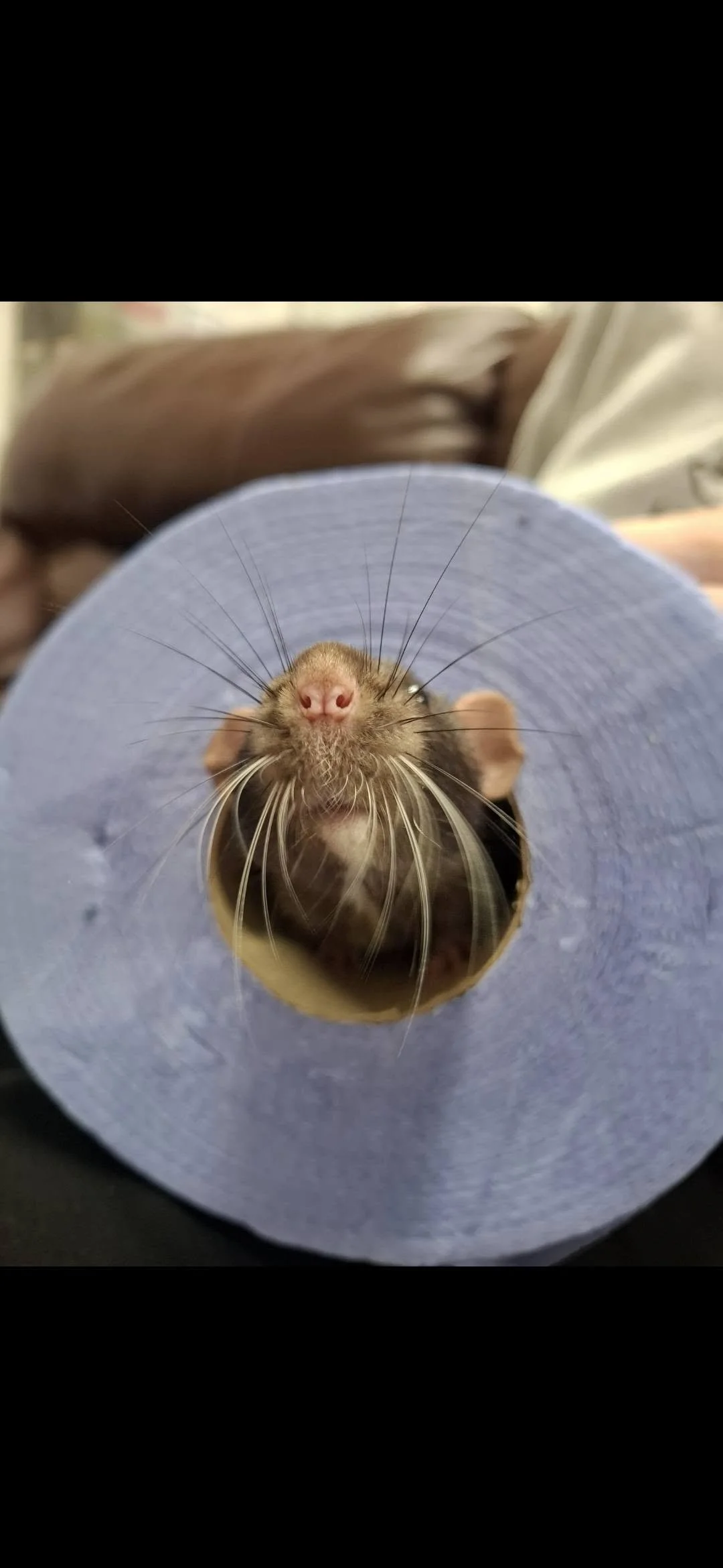 Pascal, A black dumbo rat with a white stripe downhis neck sticking his head out of the middle part of a blue roll tube