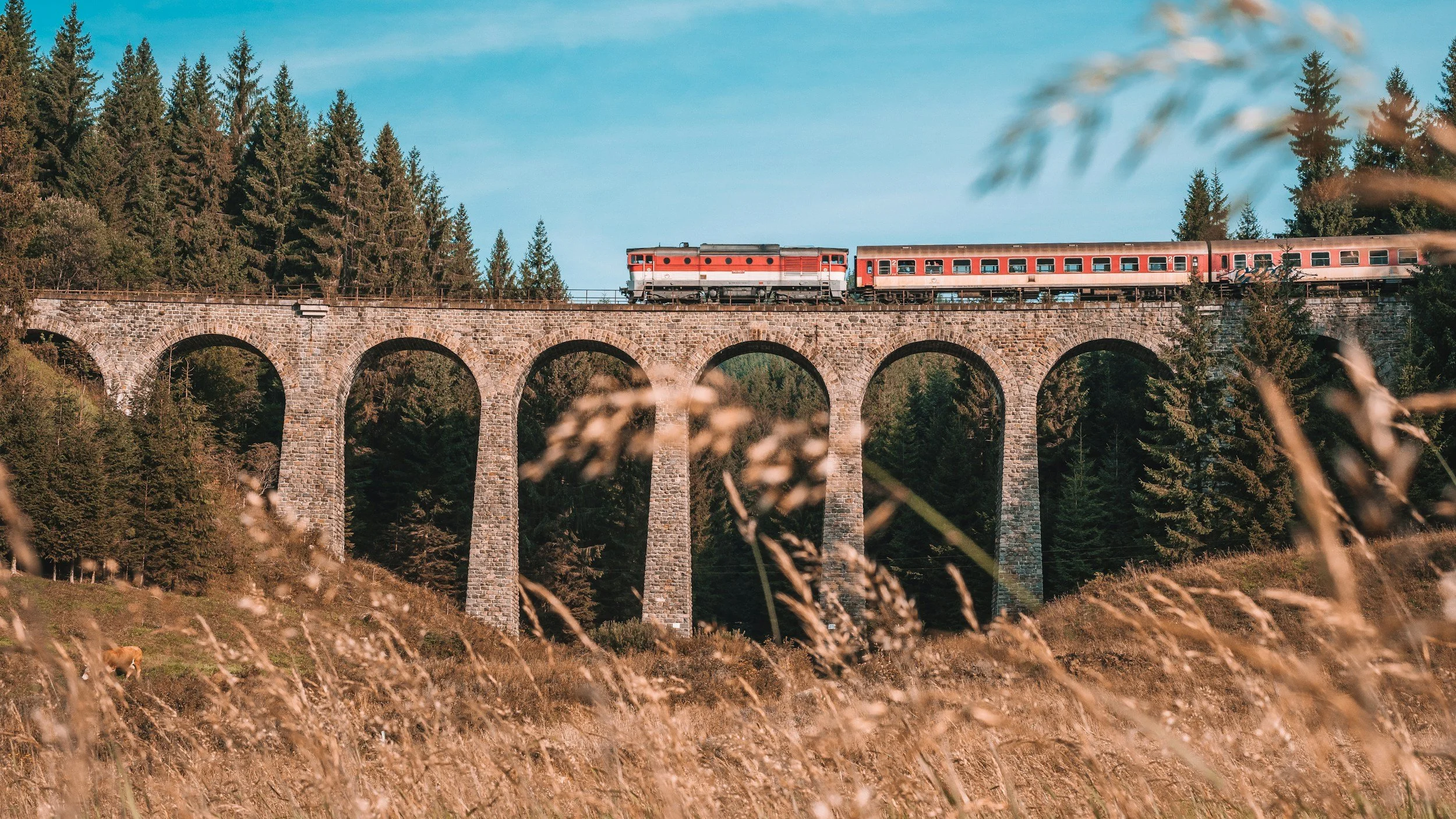 A train traveling across a stone arch bridge surrounded by tall green pine trees on a clear day.