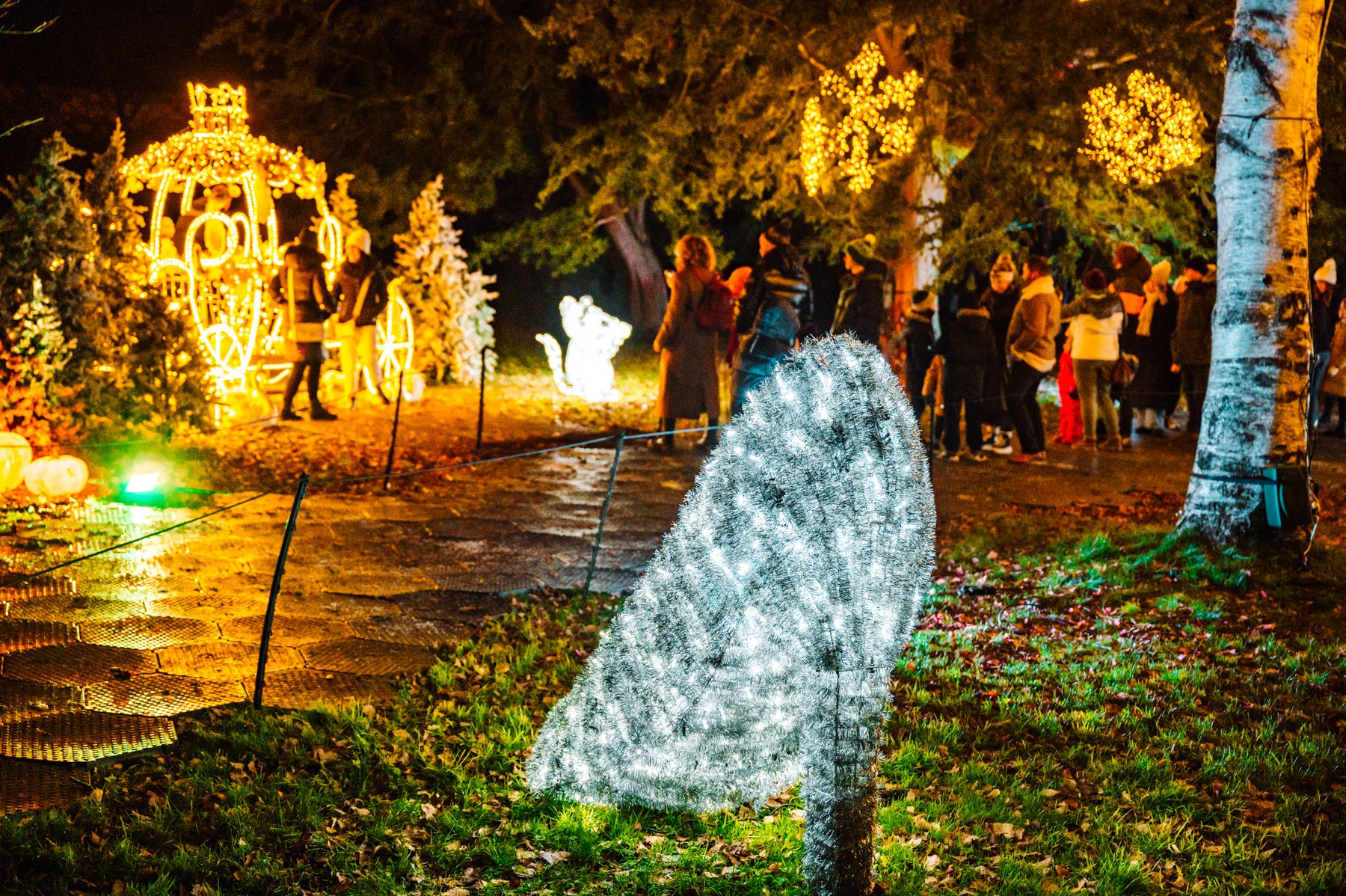 Winter Light Trail Trentham 2025 LR-84.jpg