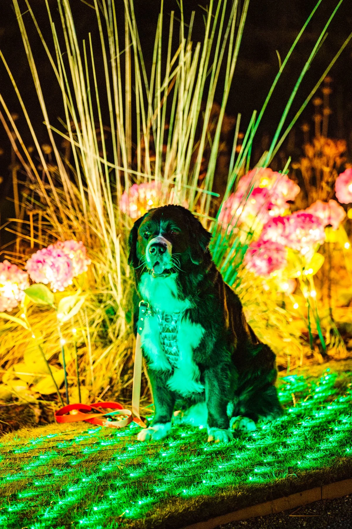 Winter Light Trail Trentham 2025 LR-135.jpg