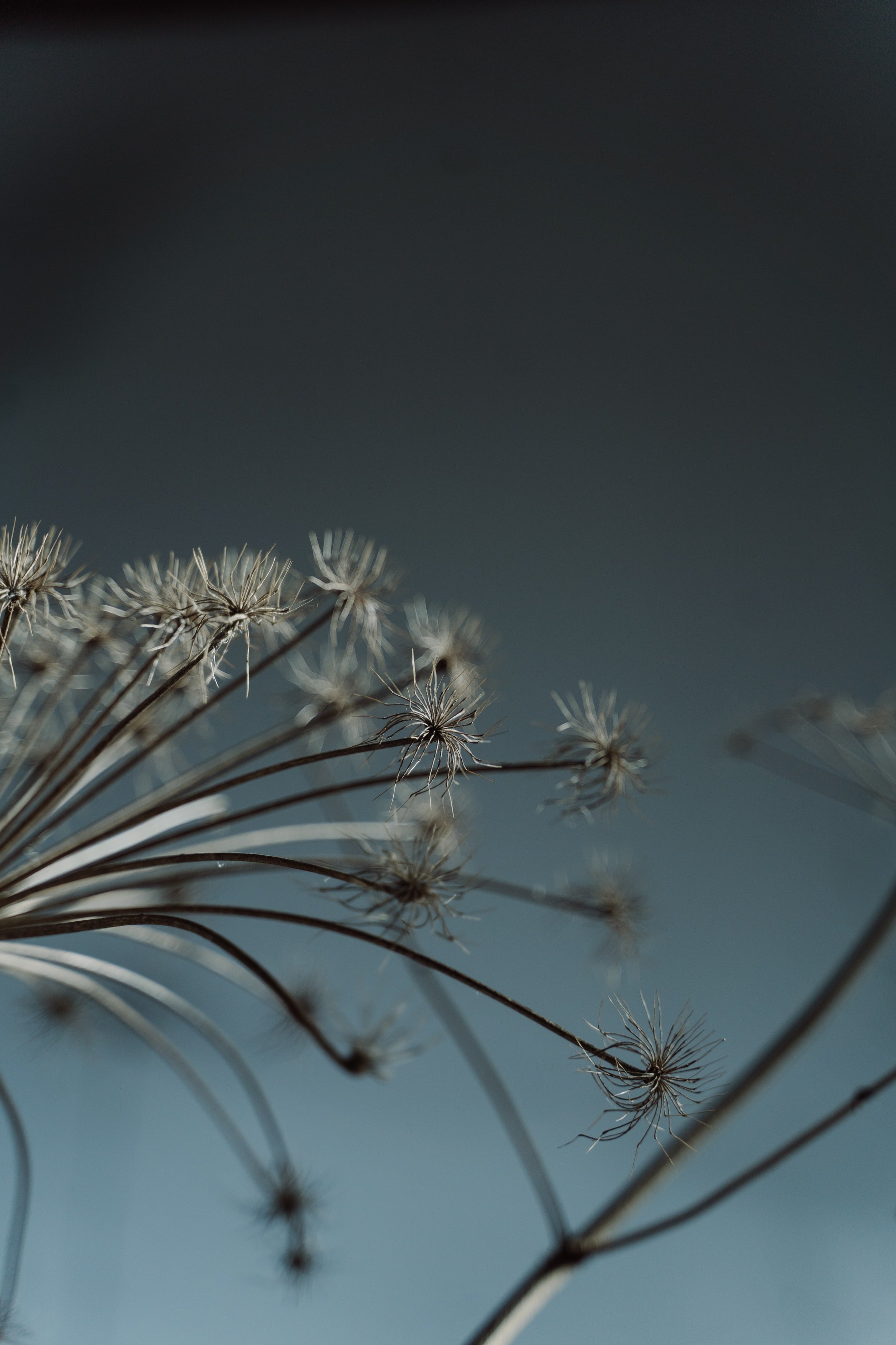 fiori di cotone su sfondo chiaro. foto naturale 4409927 Stock Photo su  Vecteezy