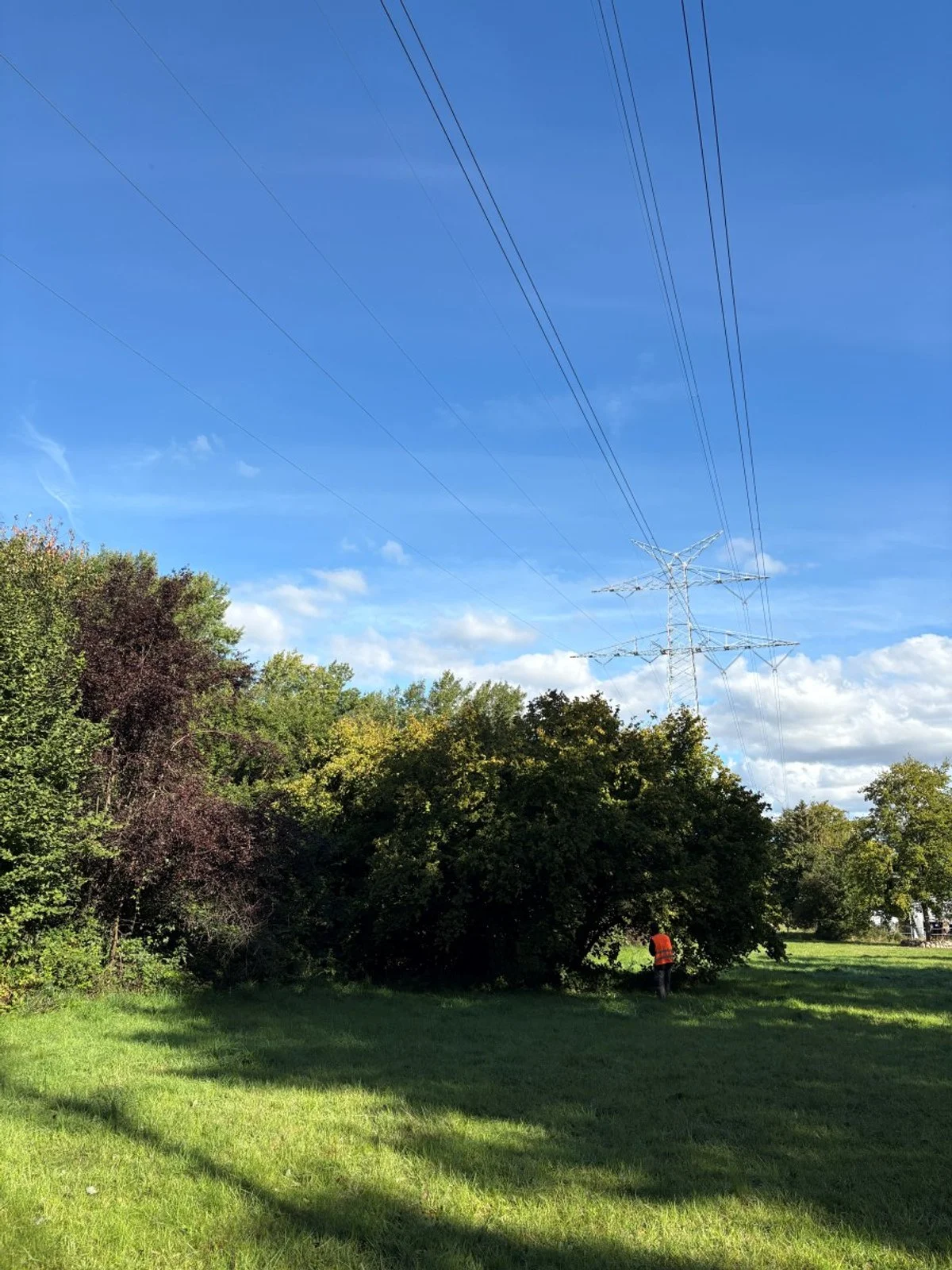 Ökologisches Trassenmanagement in 110kV-Freileitungstrassen in Schleswig-Holstein