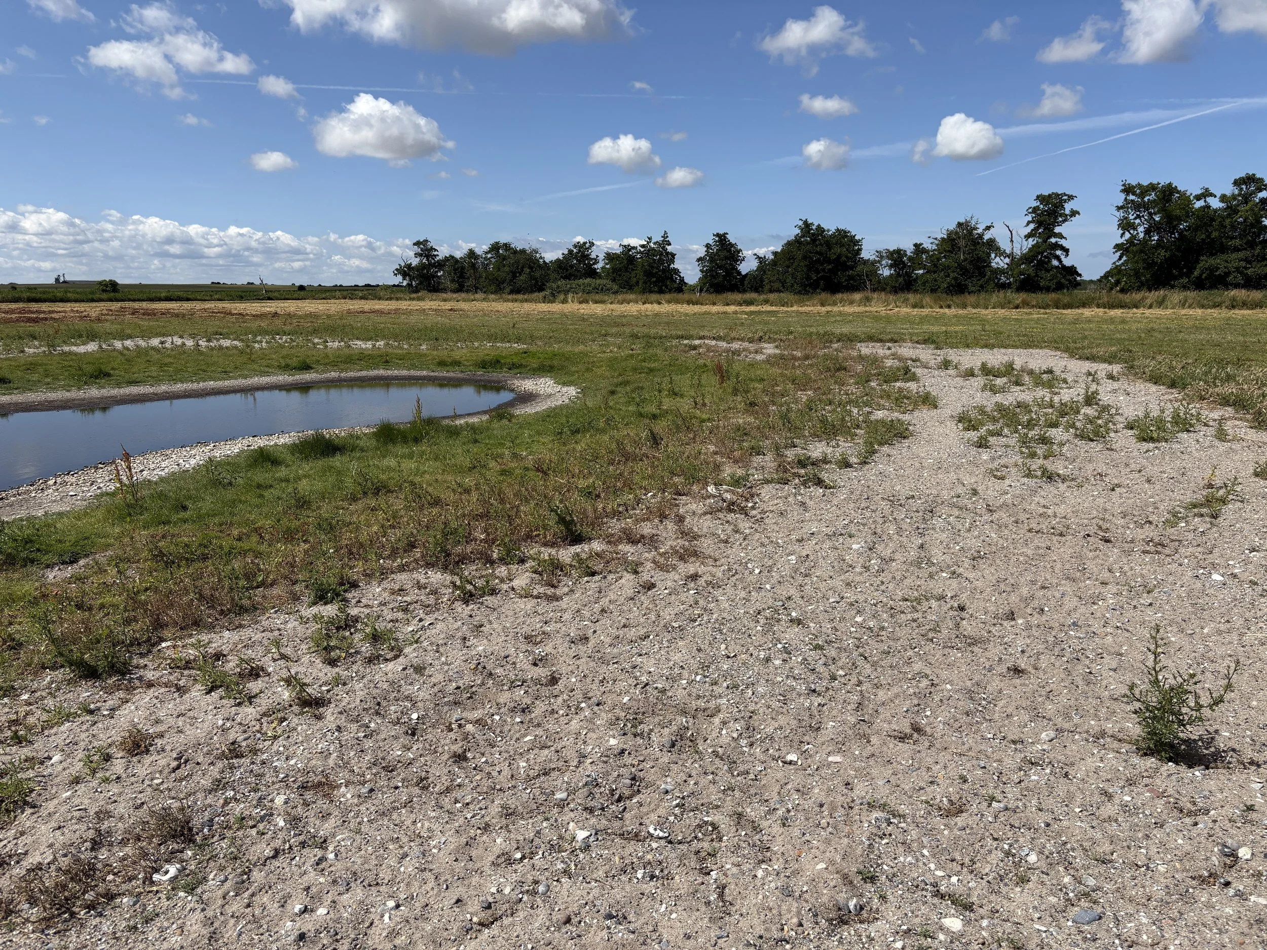  Ausgleichsfläche für den Sandregenpfeifer westlich von Puttgarden / Juli 2025 