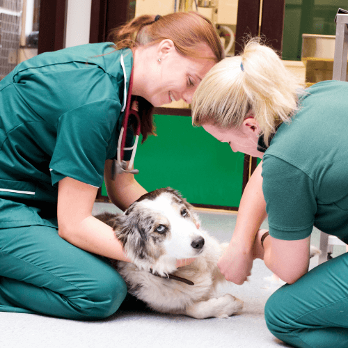 How To Be A Veterinary Nurse