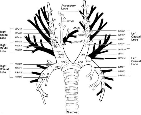 Diagram of the canine bronchial tree showing the trachea, right and left mainstem bronchi, lobar bronchi and segmental airways for Veterinary Nurses.