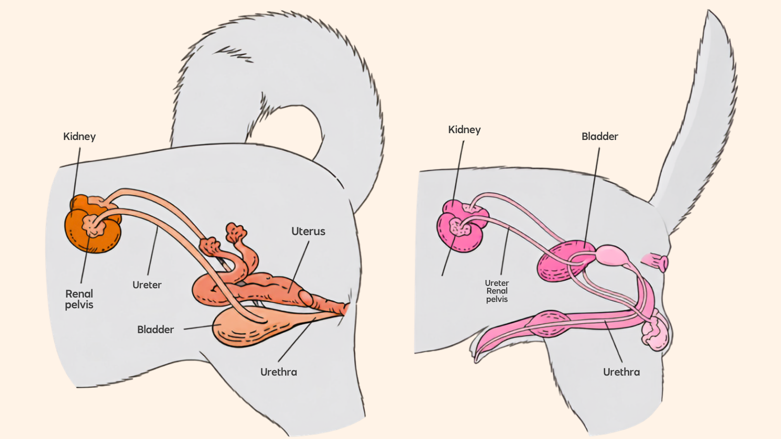 Diagram of the female and male canine urogenital system showing the kidneys, renal pelvis, ureters, bladder and urethra for Veterinary Nurses.